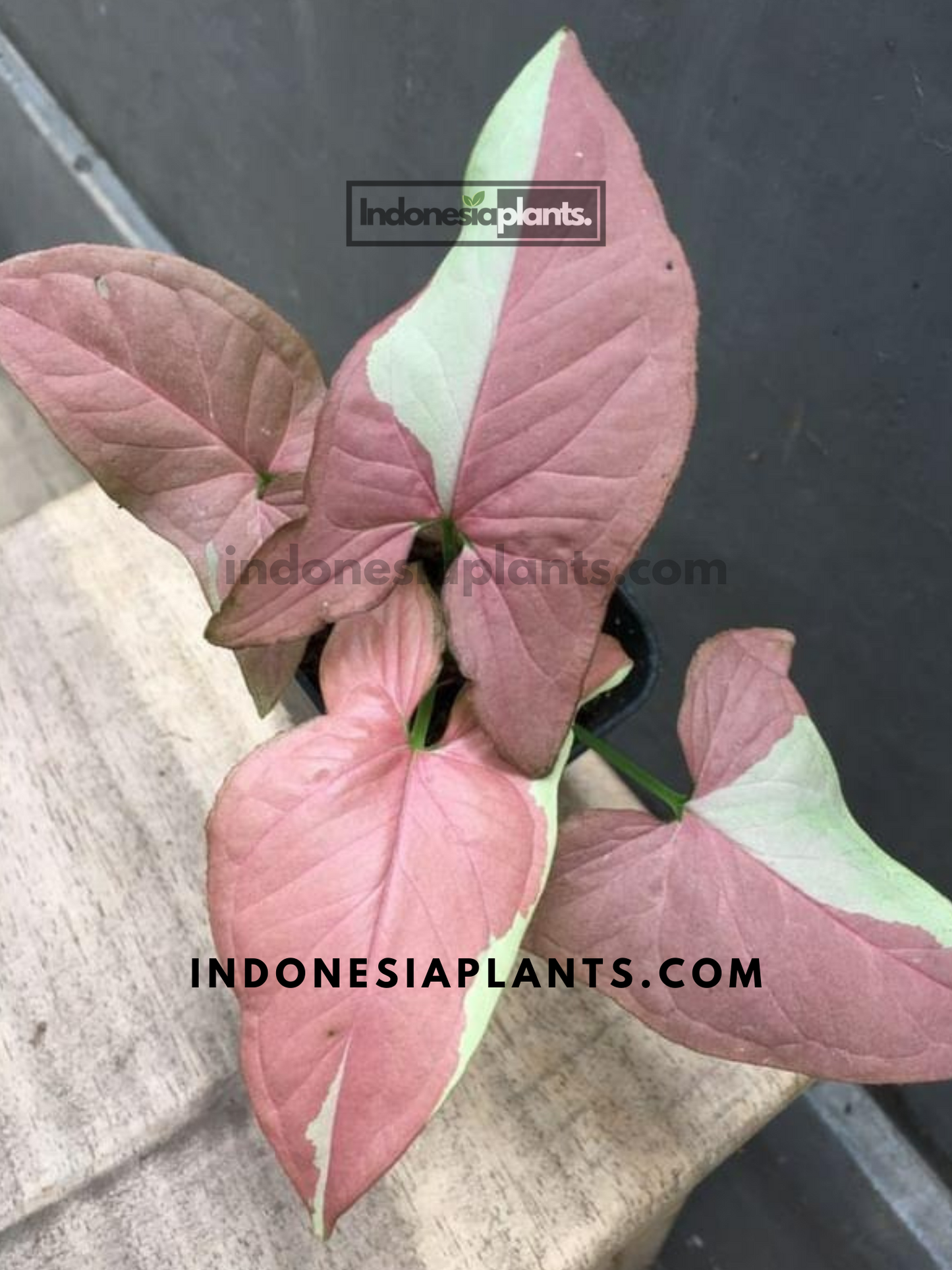 Syngonium Strawberry Milk