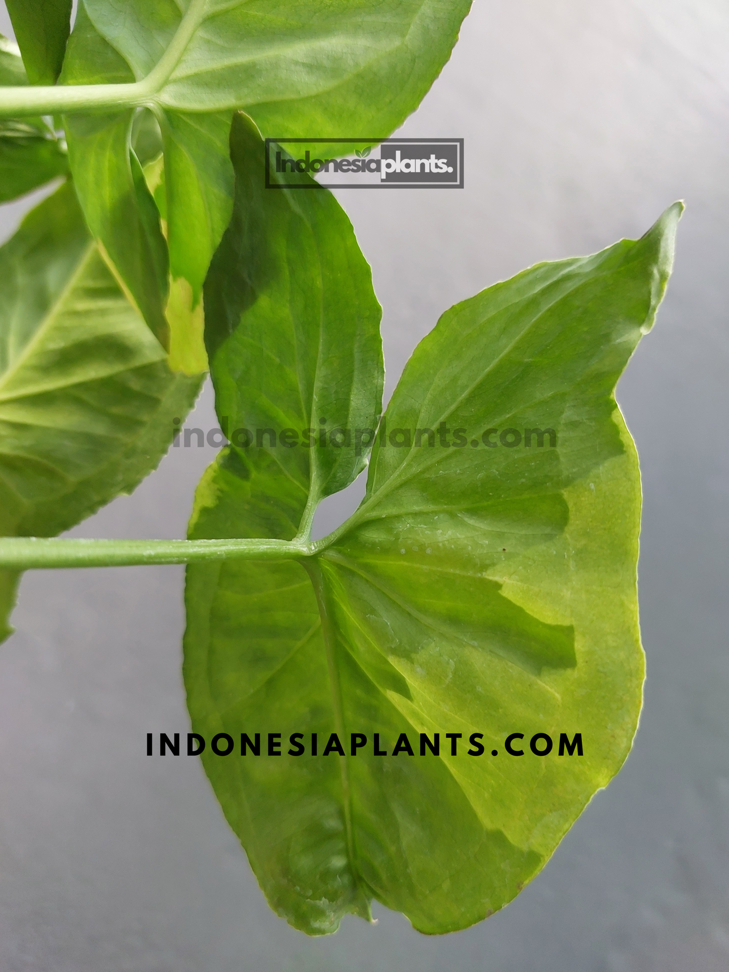Syngonium T24