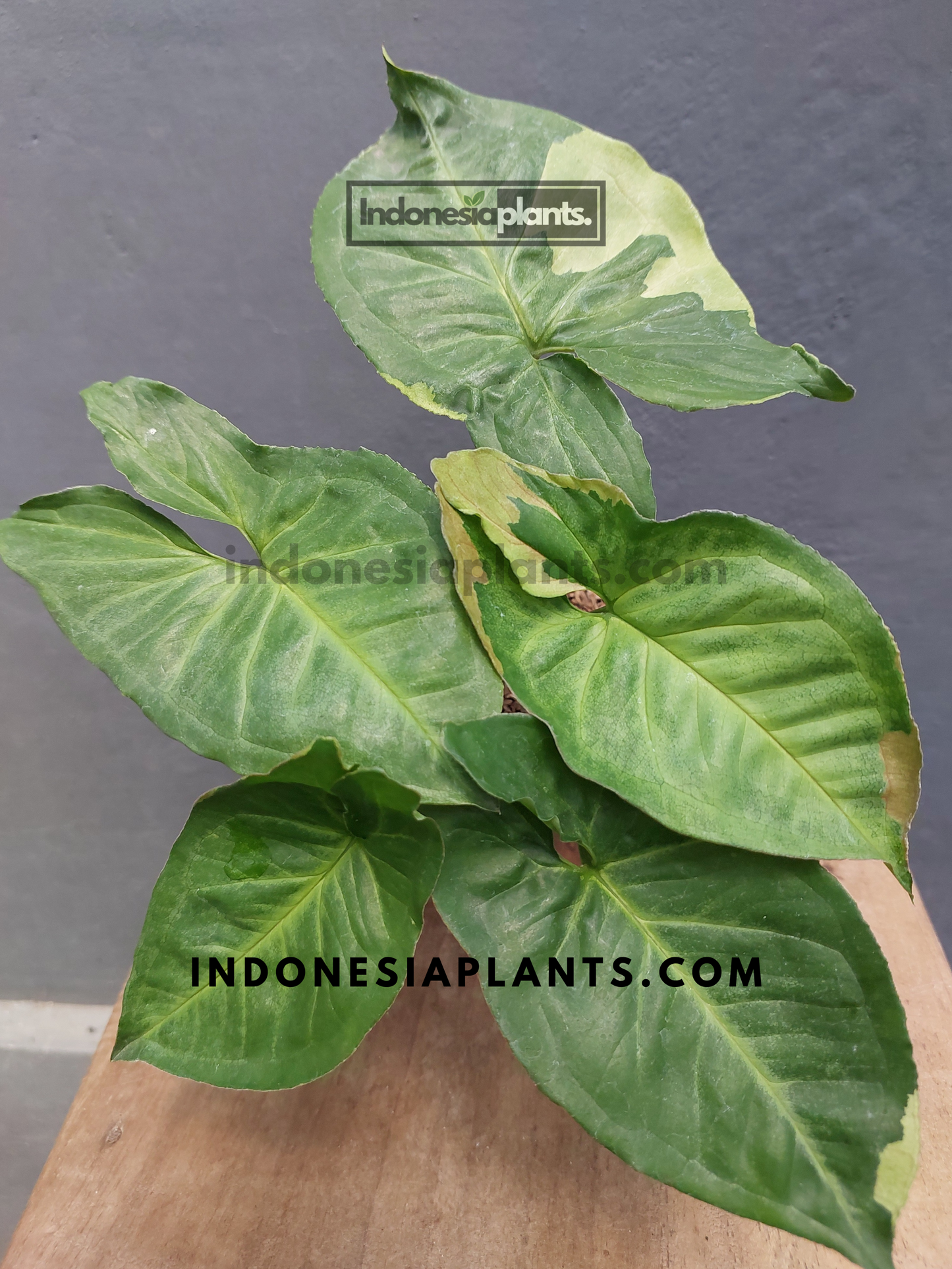 Syngonium T24