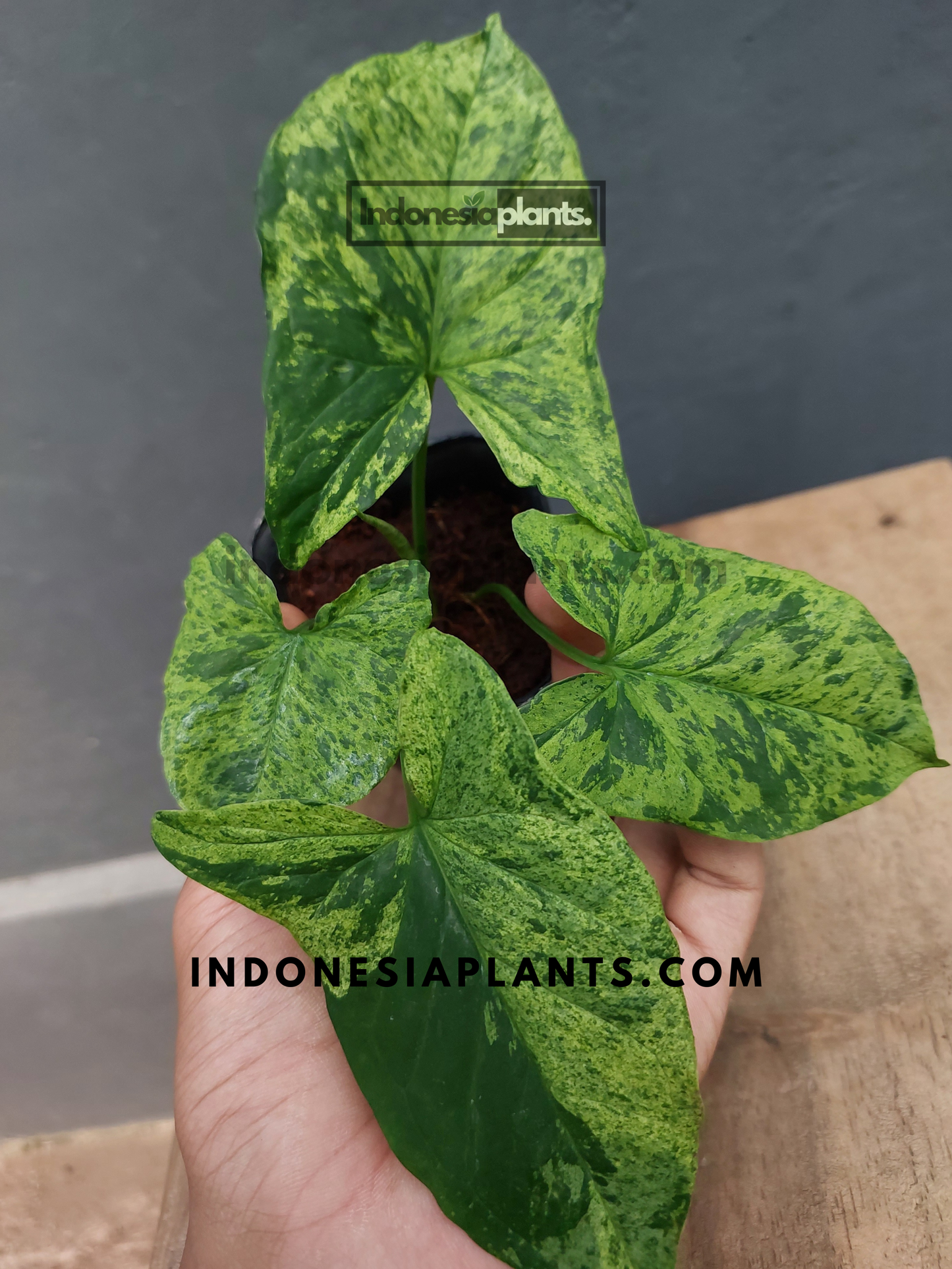 Syngonium Mojito