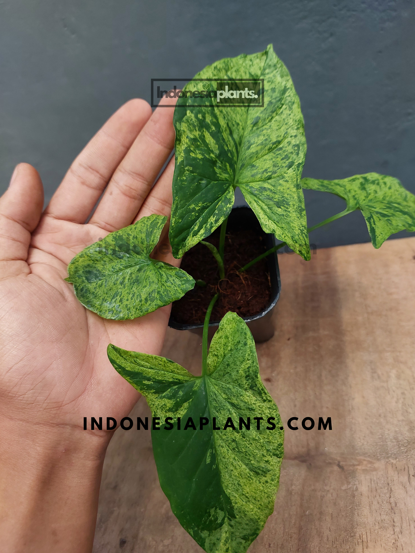 Syngonium Mojito