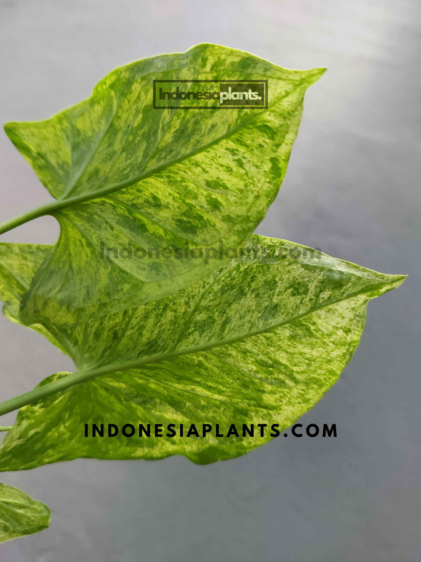 Syngonium Mojito