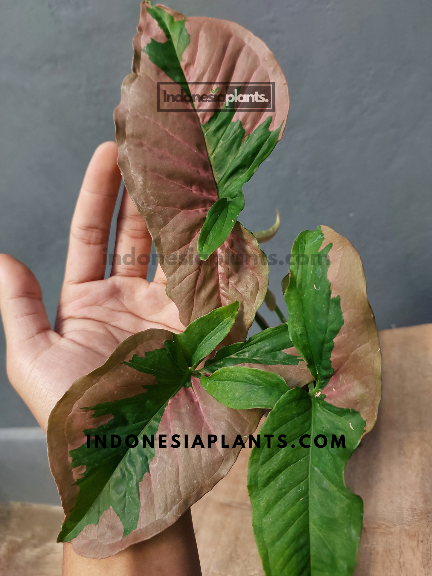 Syngonium Pink Beauty Pink Lava