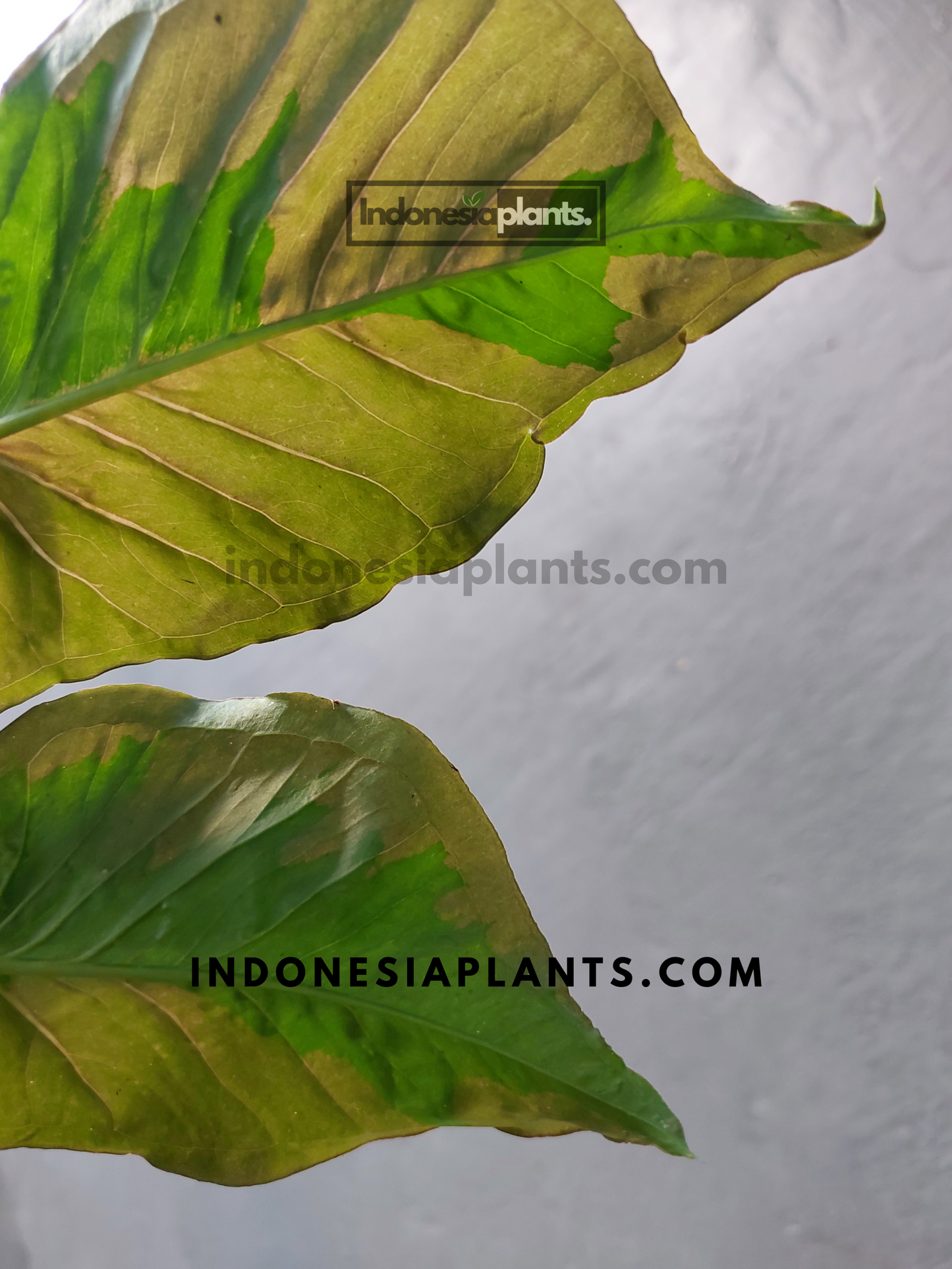 Syngonium Pink Beauty Pink Lava