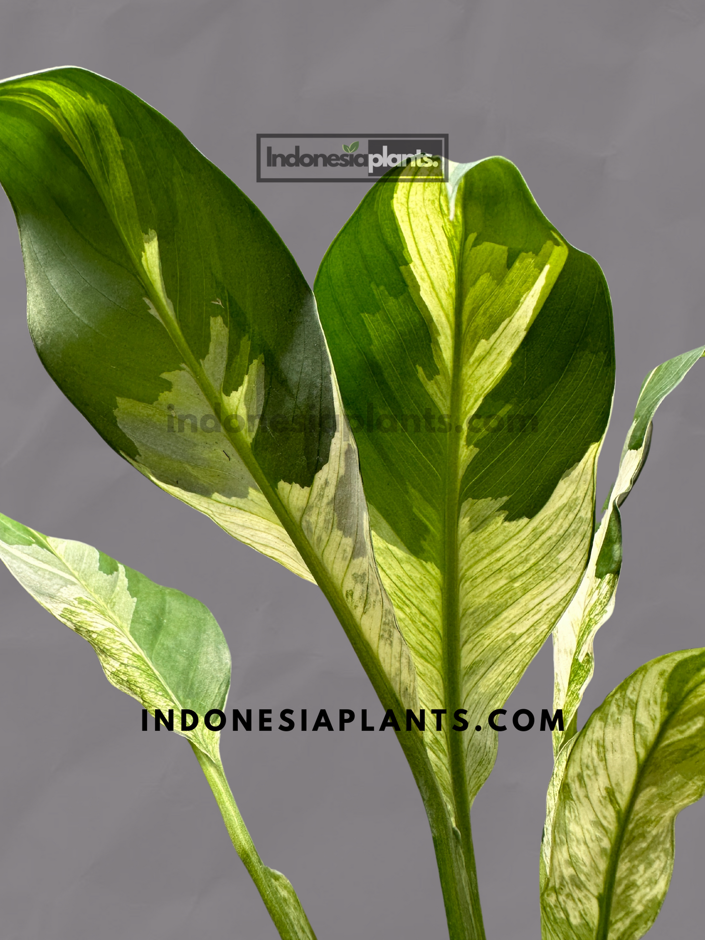 Spathiphyllum Peace Lily Variegated