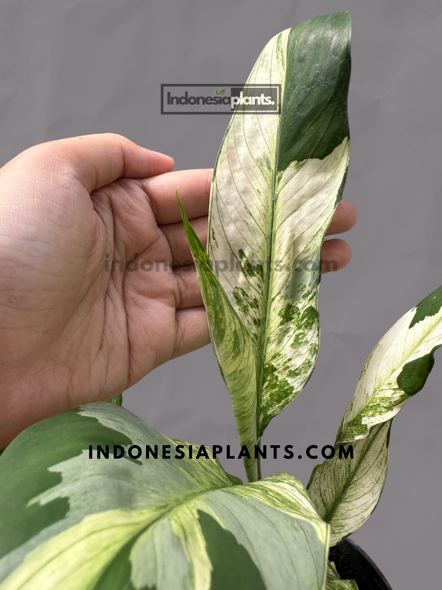 Spathiphyllum Peace Lily Variegated