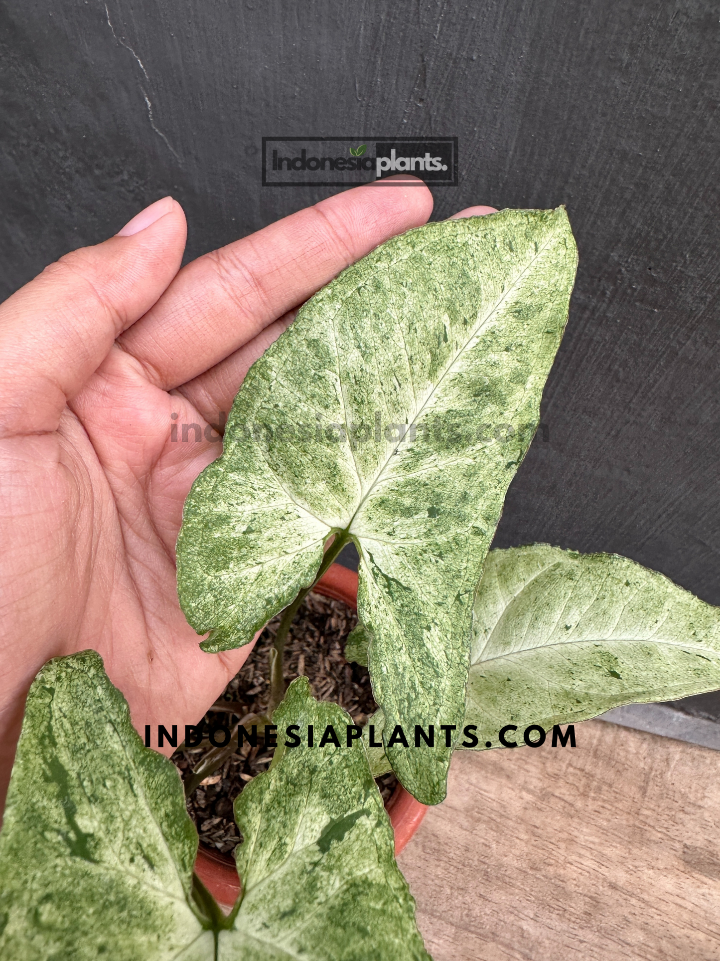 A hand gently holding Syngonium Byrd Freckles Europe, emphasizing its delicate leaf structure.
