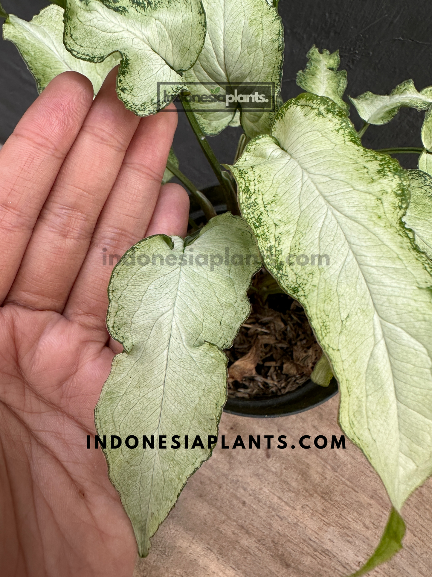 Syngonium Fairy Wings