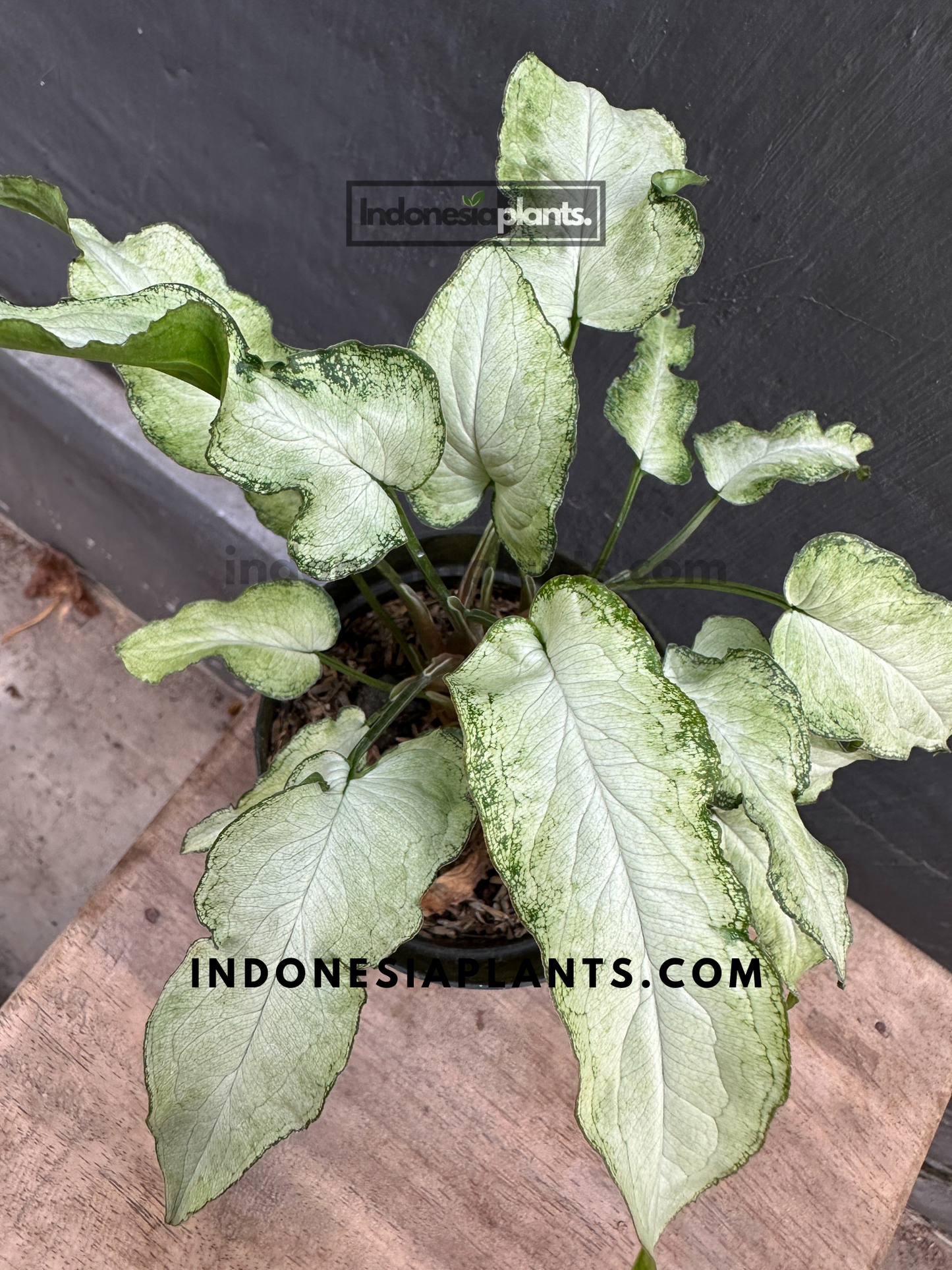 Syngonium Fairy Wings