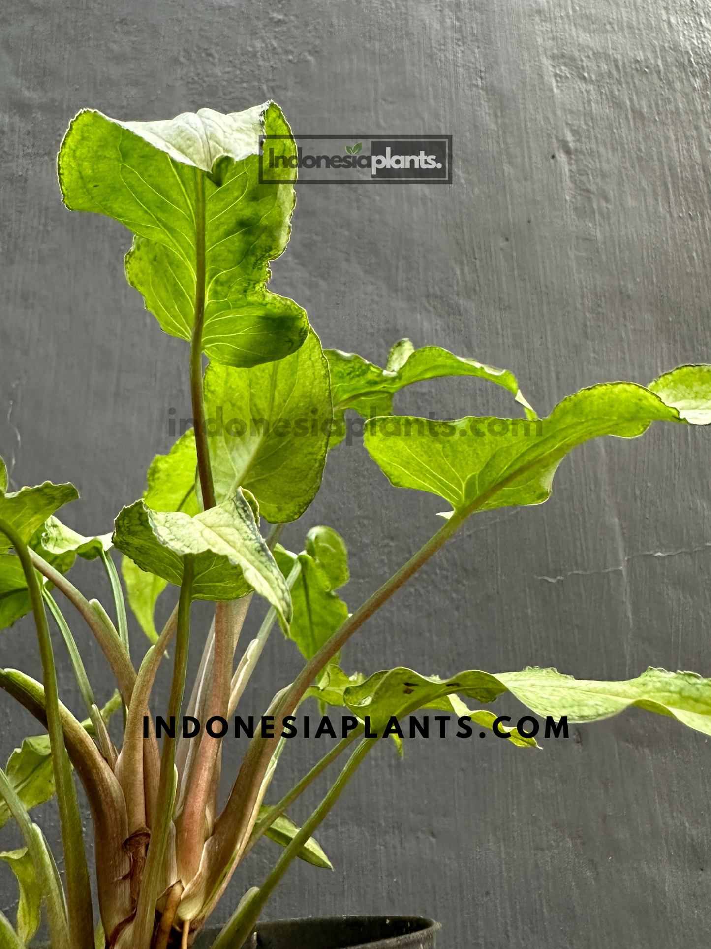 Syngonium Fairy Wings