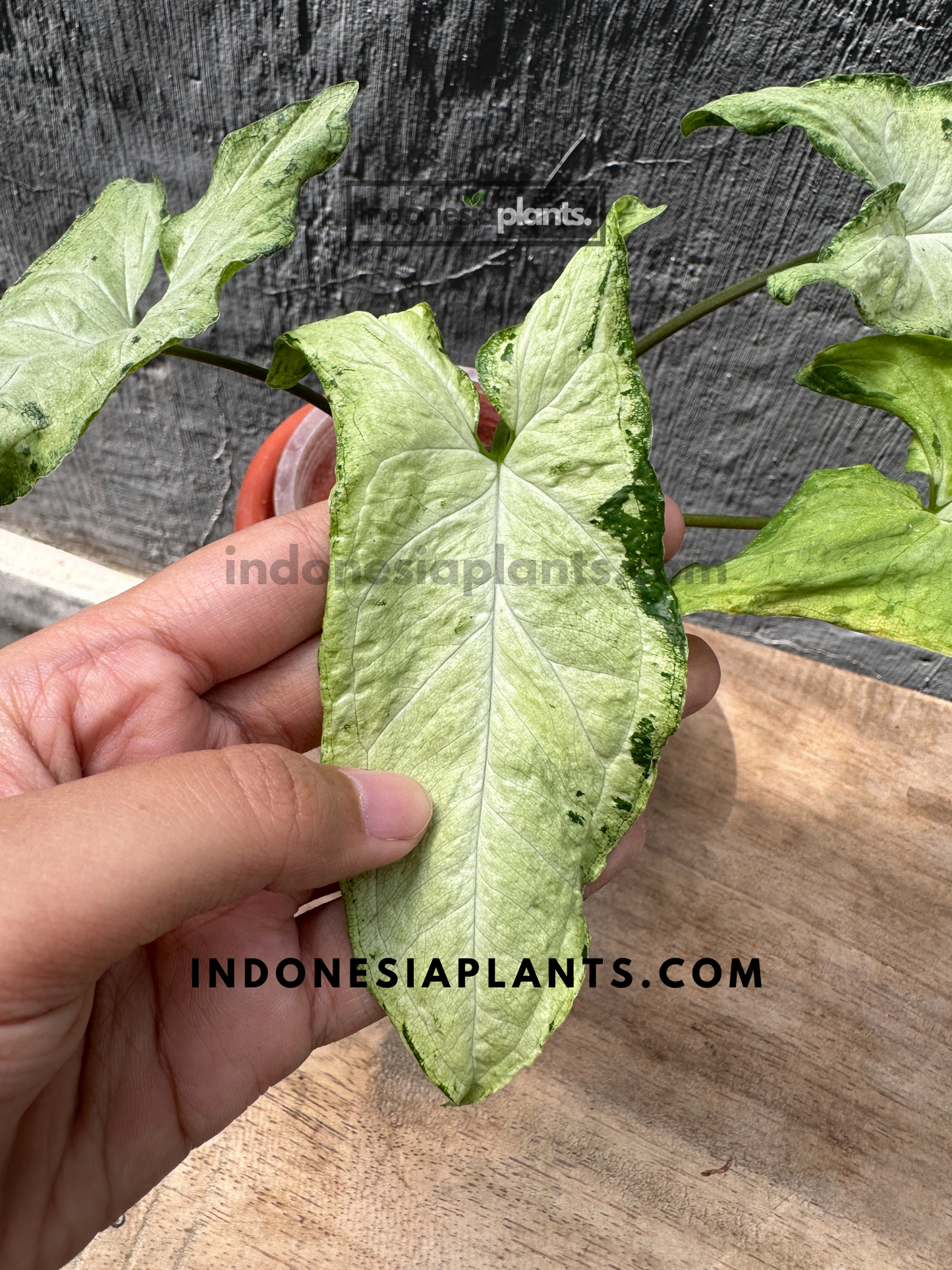 Syngonium Green Freckles Indonesia
