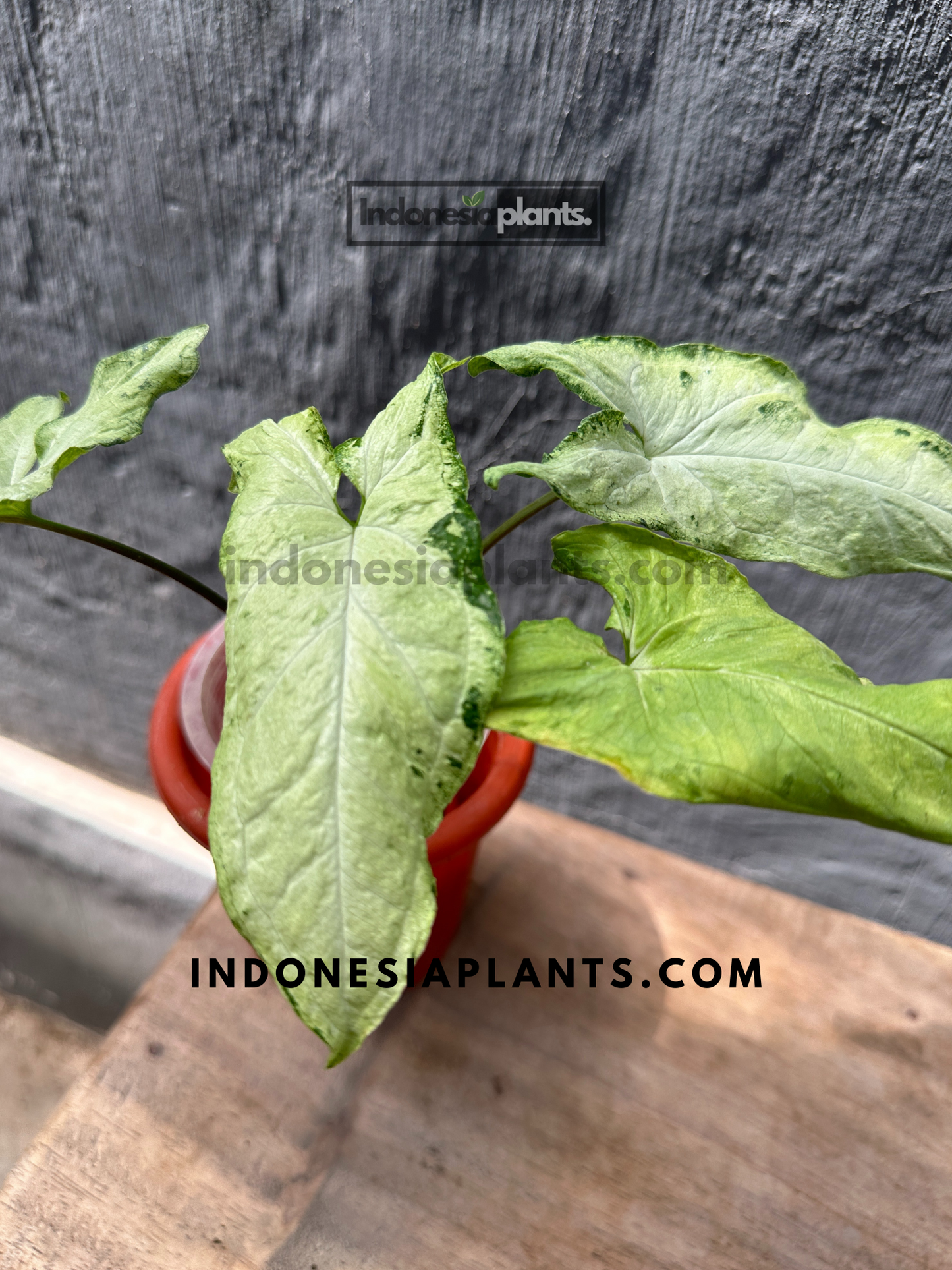 Syngonium Green Freckles Indonesia