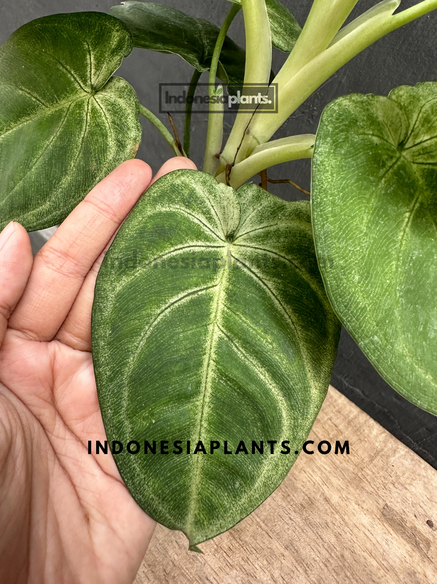 A hand holding a Syngonium Macrophyllum Frosted Heart leaf, displaying its soft, frosted texture.