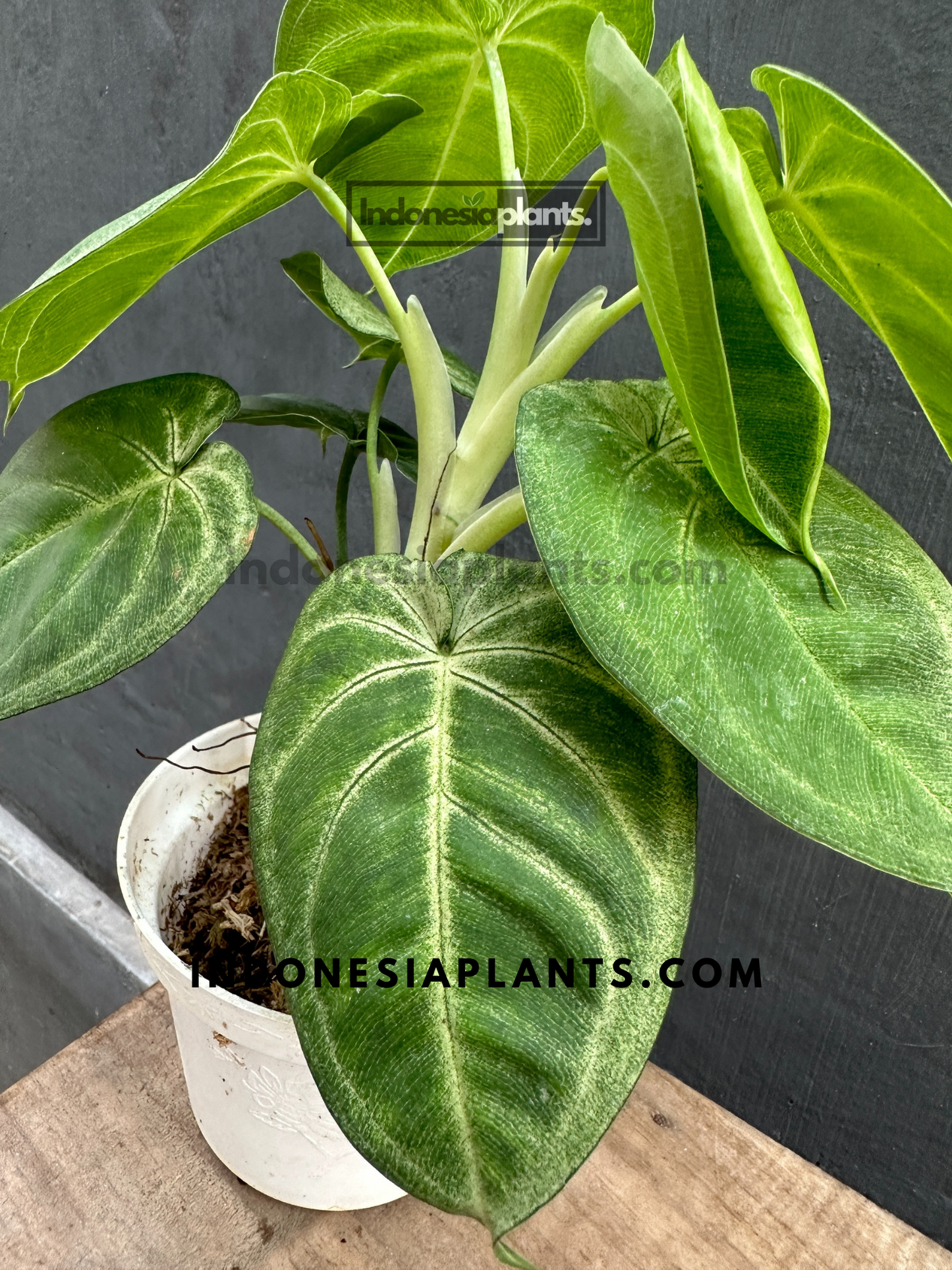 Close-up of Syngonium Macrophyllum Frosted Heart in a white pot, showcasing its velvety heart-shaped leaves.