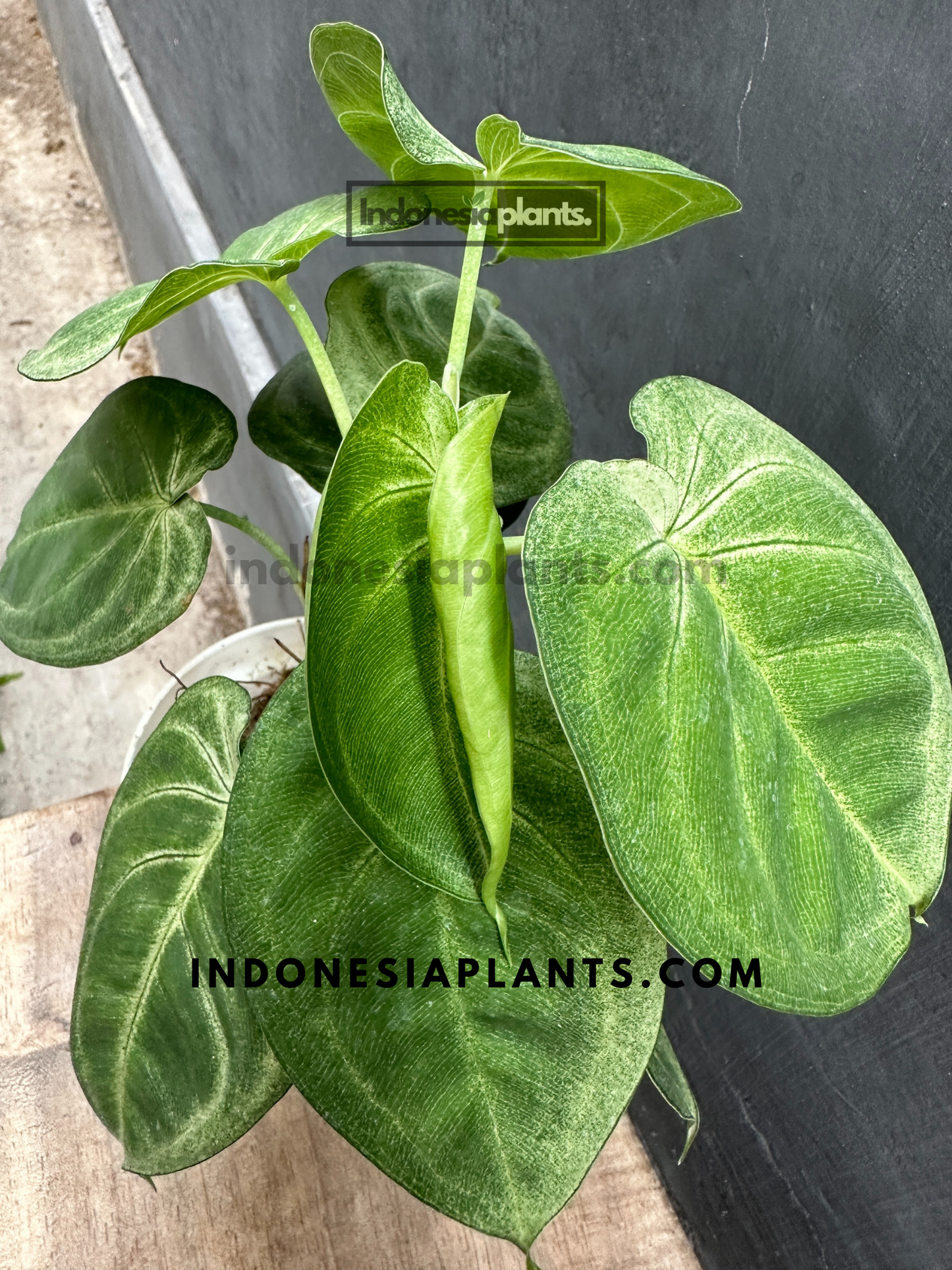 A potted Syngonium Macrophyllum Frosted Heart on a wooden surface, highlighting its lush growth.