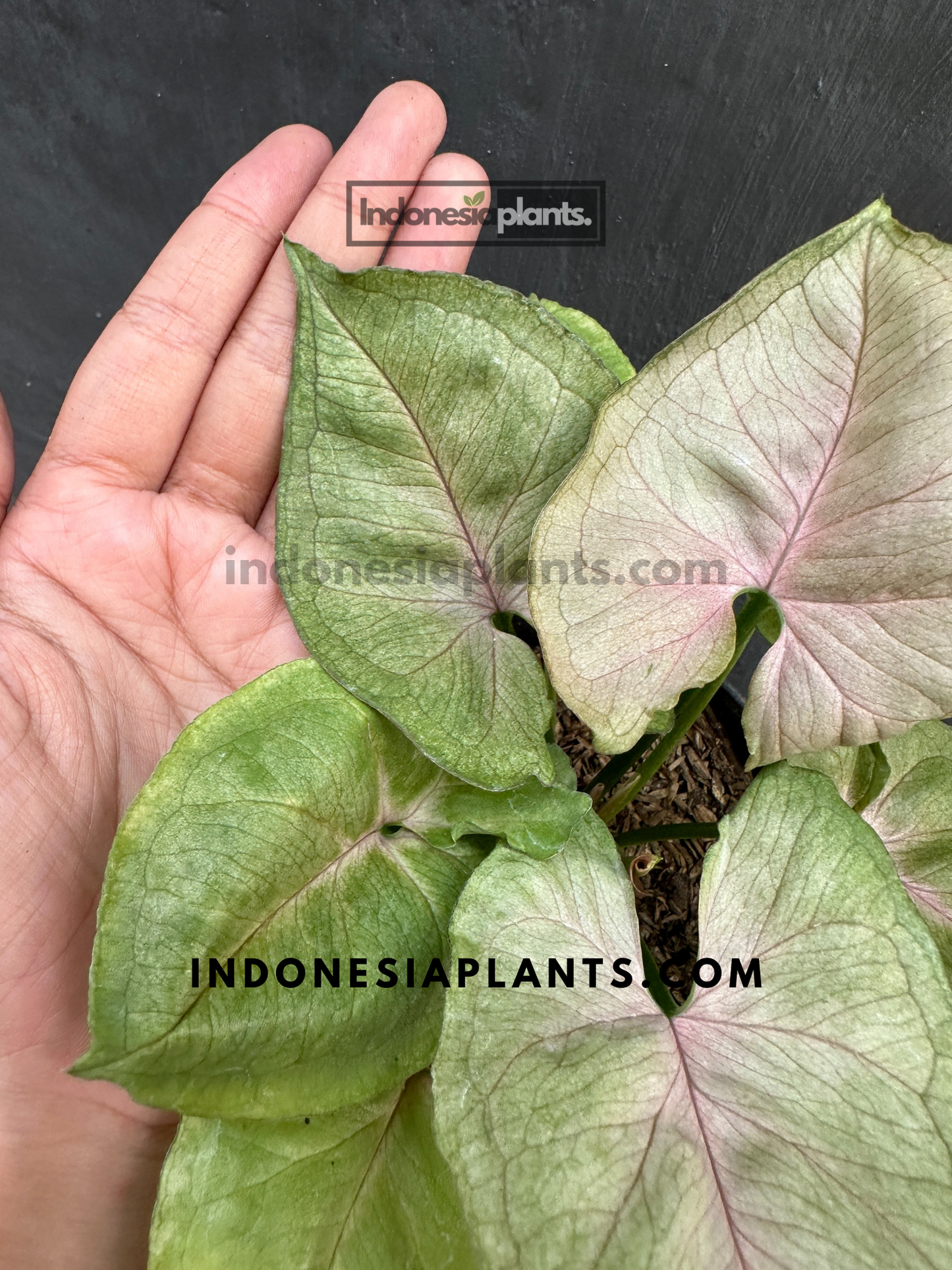 Syngonium Mango Allusion