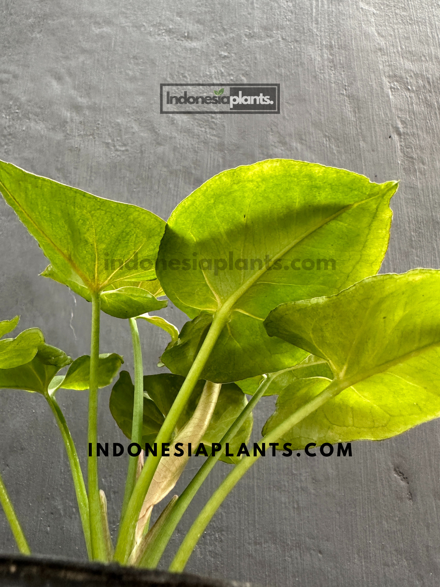 Syngonium Mango Allusion