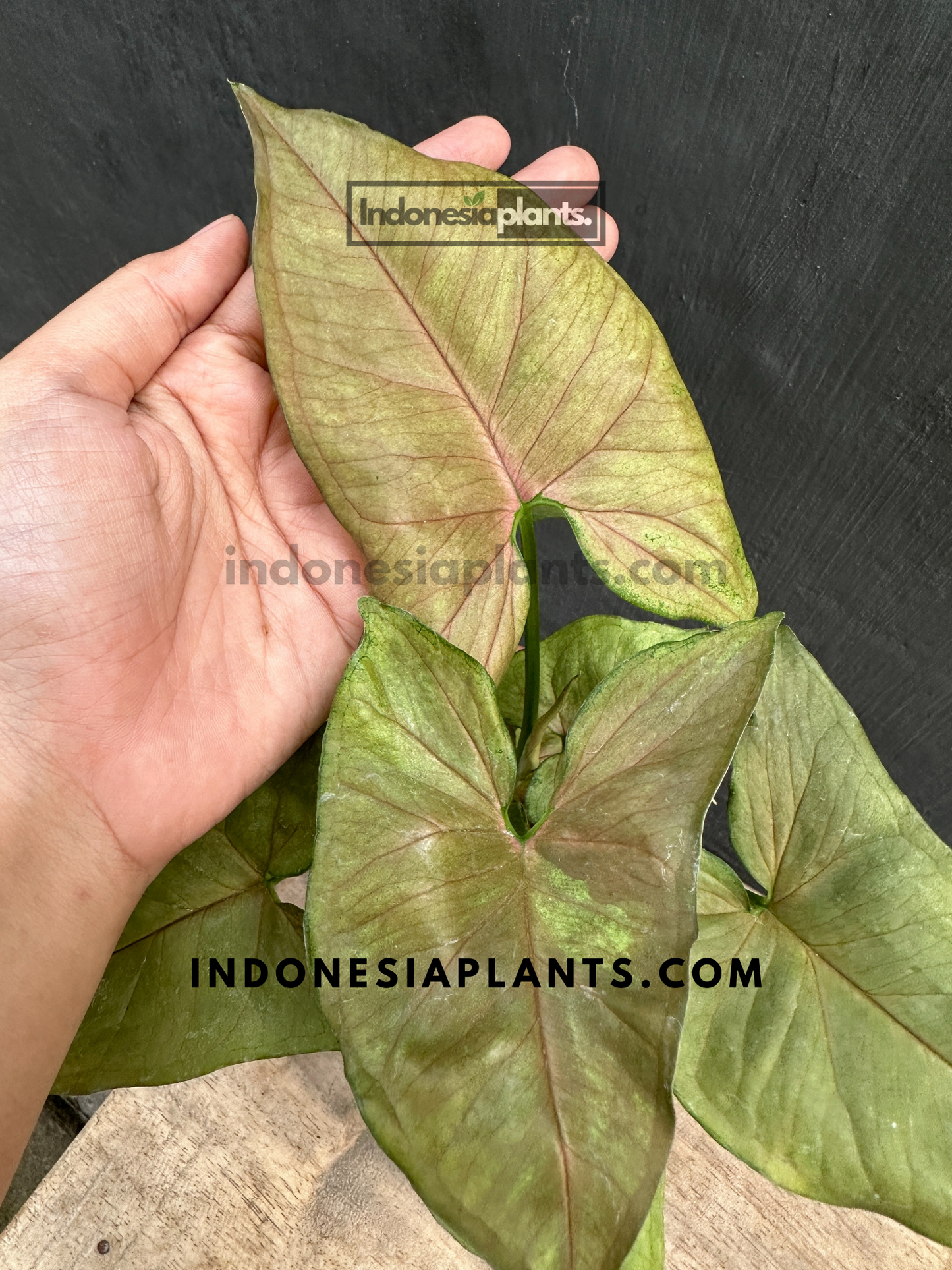 Syngonium Matcha