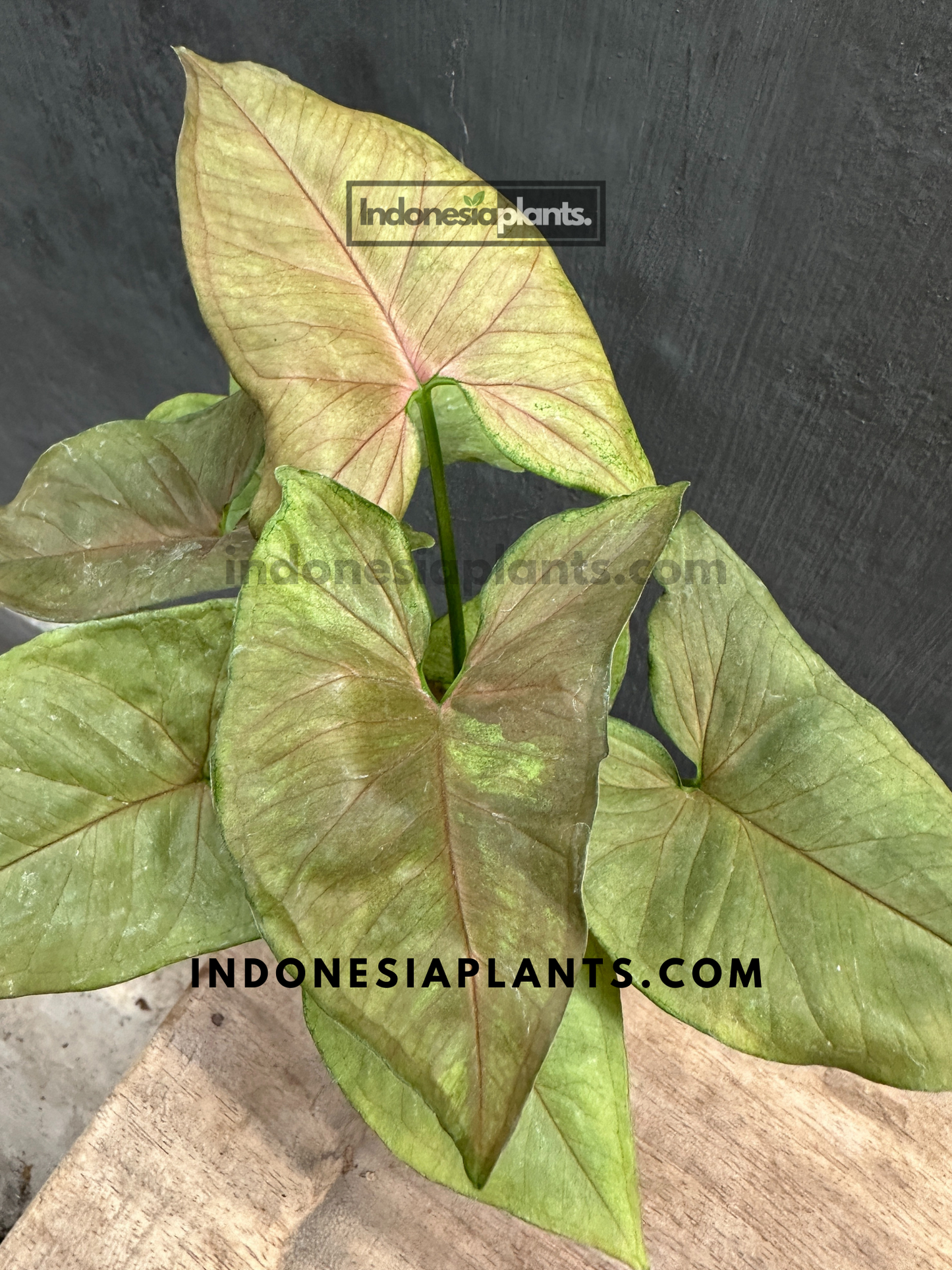Syngonium Matcha