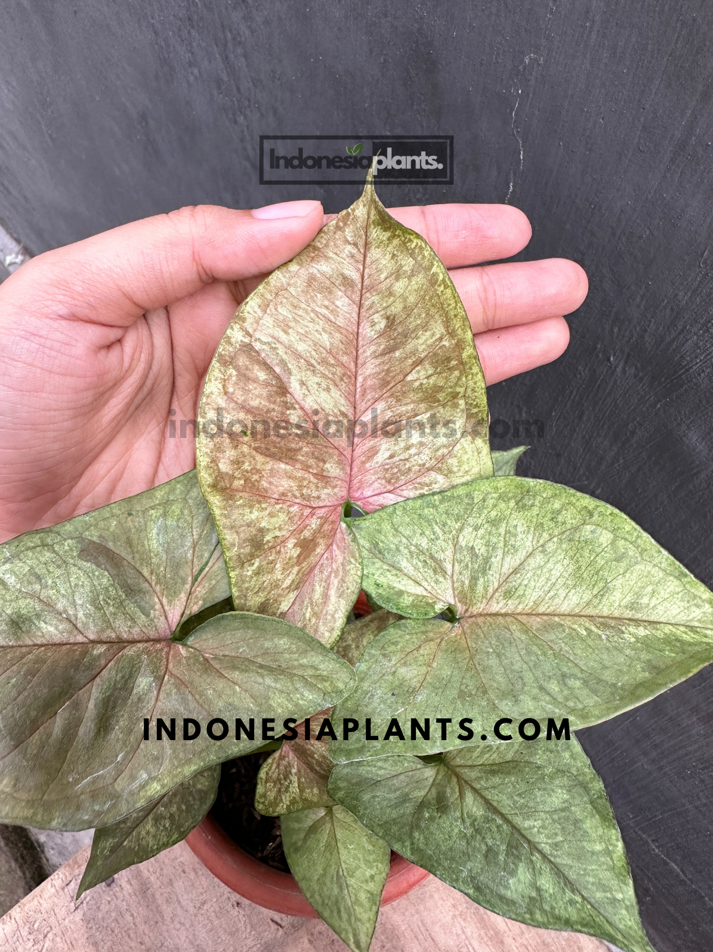 A hand holding Syngonium Matcha Sprinkle Medium, highlighting its pink-blushed center and unique texture.