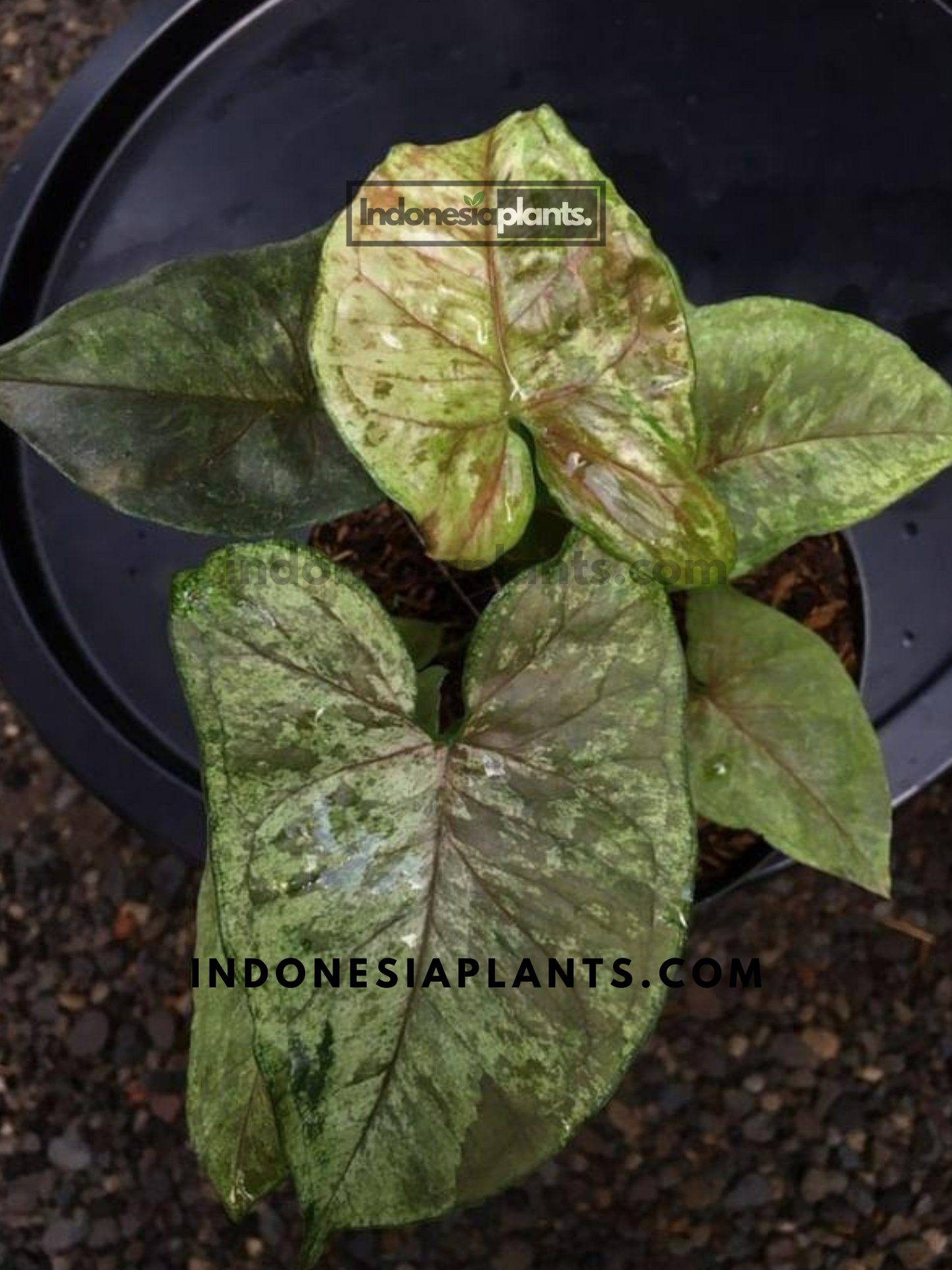 Syngonium Matcha Sprinkle