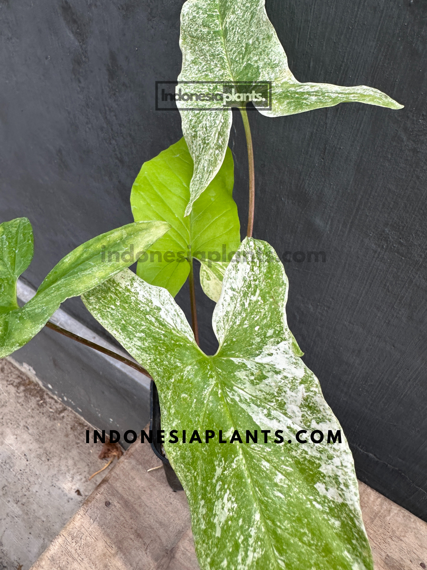 Syngonium Mint of Sumatra