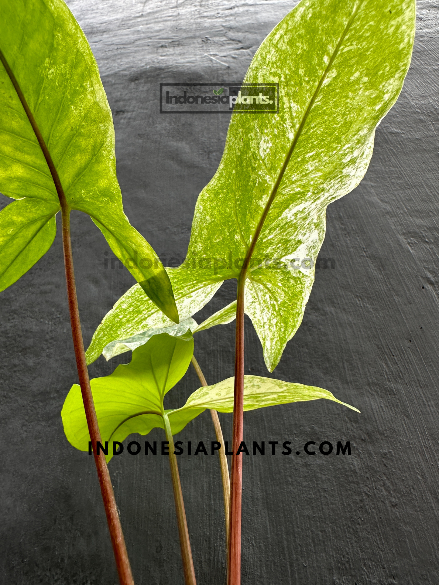 Syngonium Mint of Sumatra