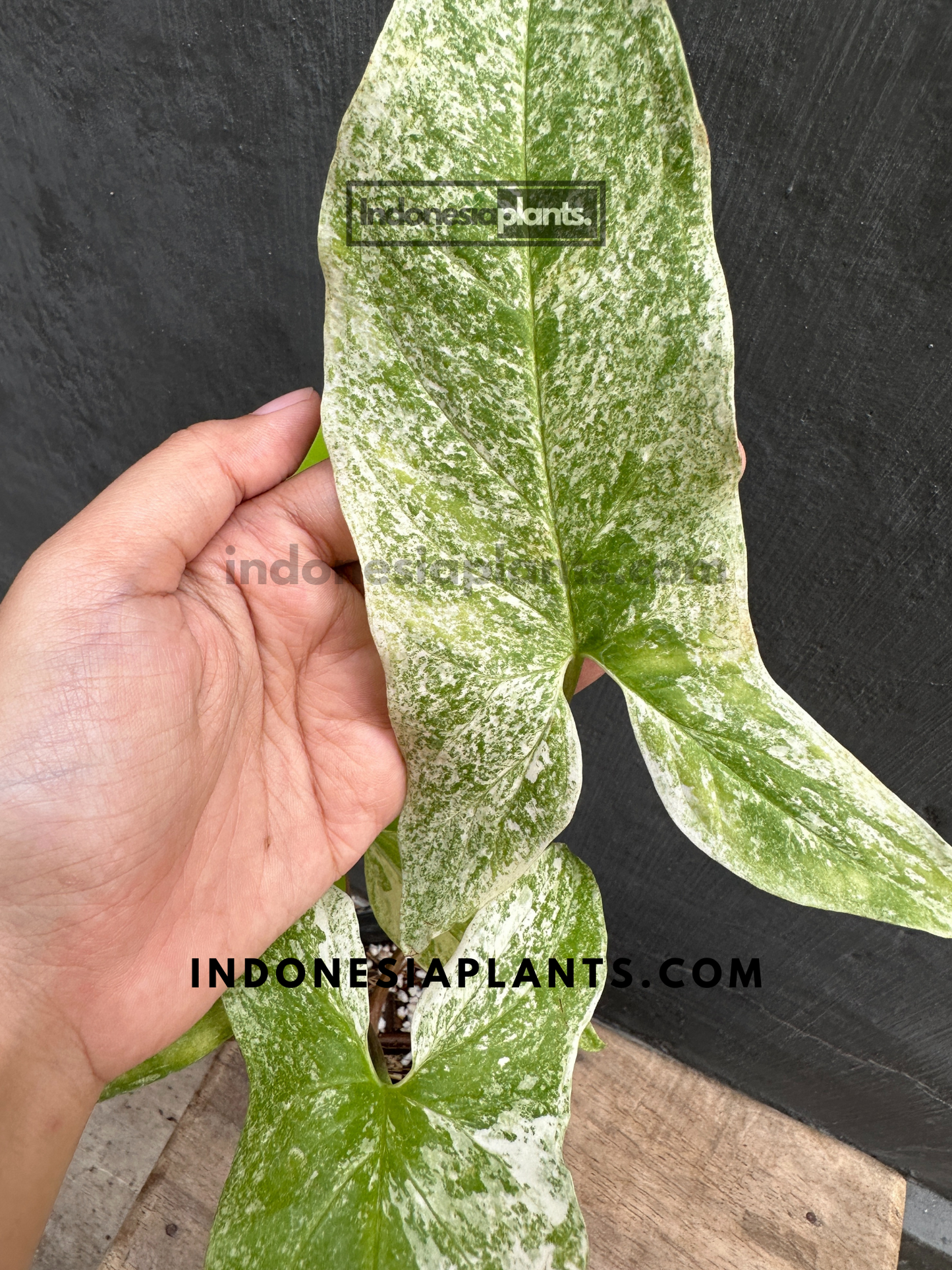 Syngonium Mint of Sumatra