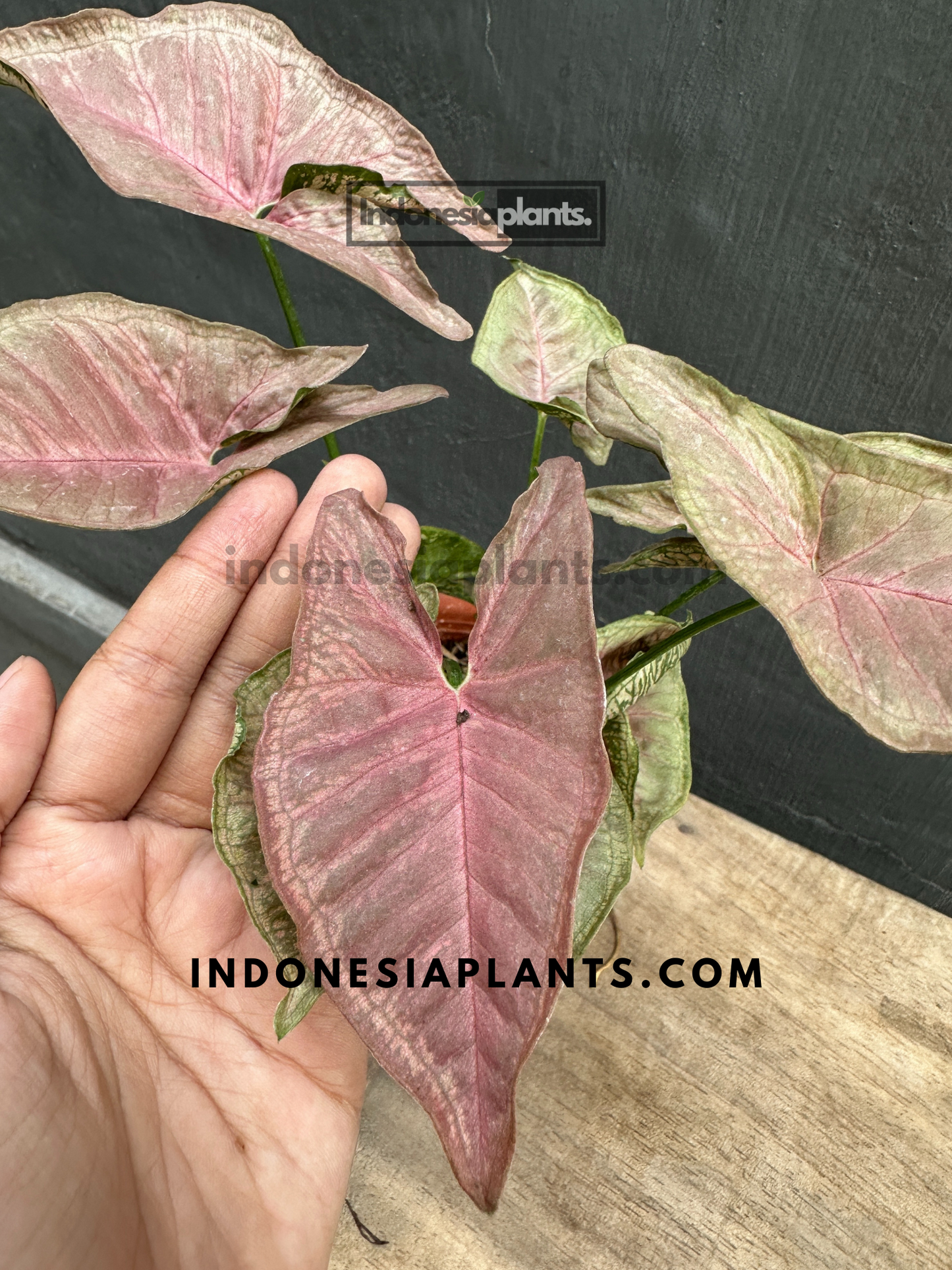 A hand holding Syngonium Mosaic, showcasing its vibrant pink-tinged foliage.