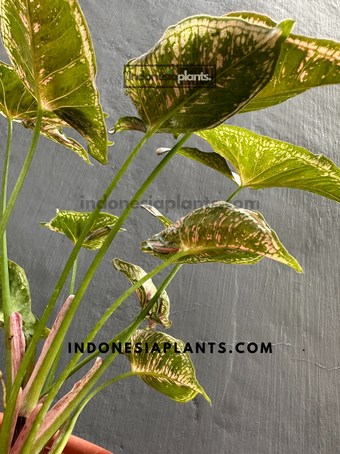 A close-up of Syngonium Mosaic with green leaves and a speckled mix of pink and cream variegation.