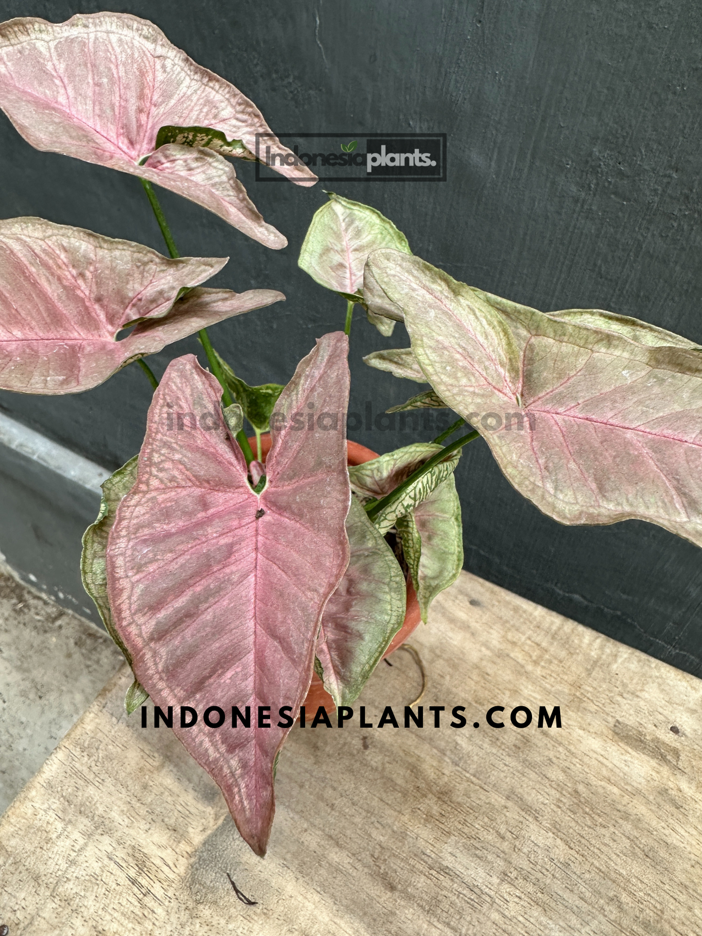 A potted Syngonium Mosaic plant with pink and green arrowhead-shaped leaves.