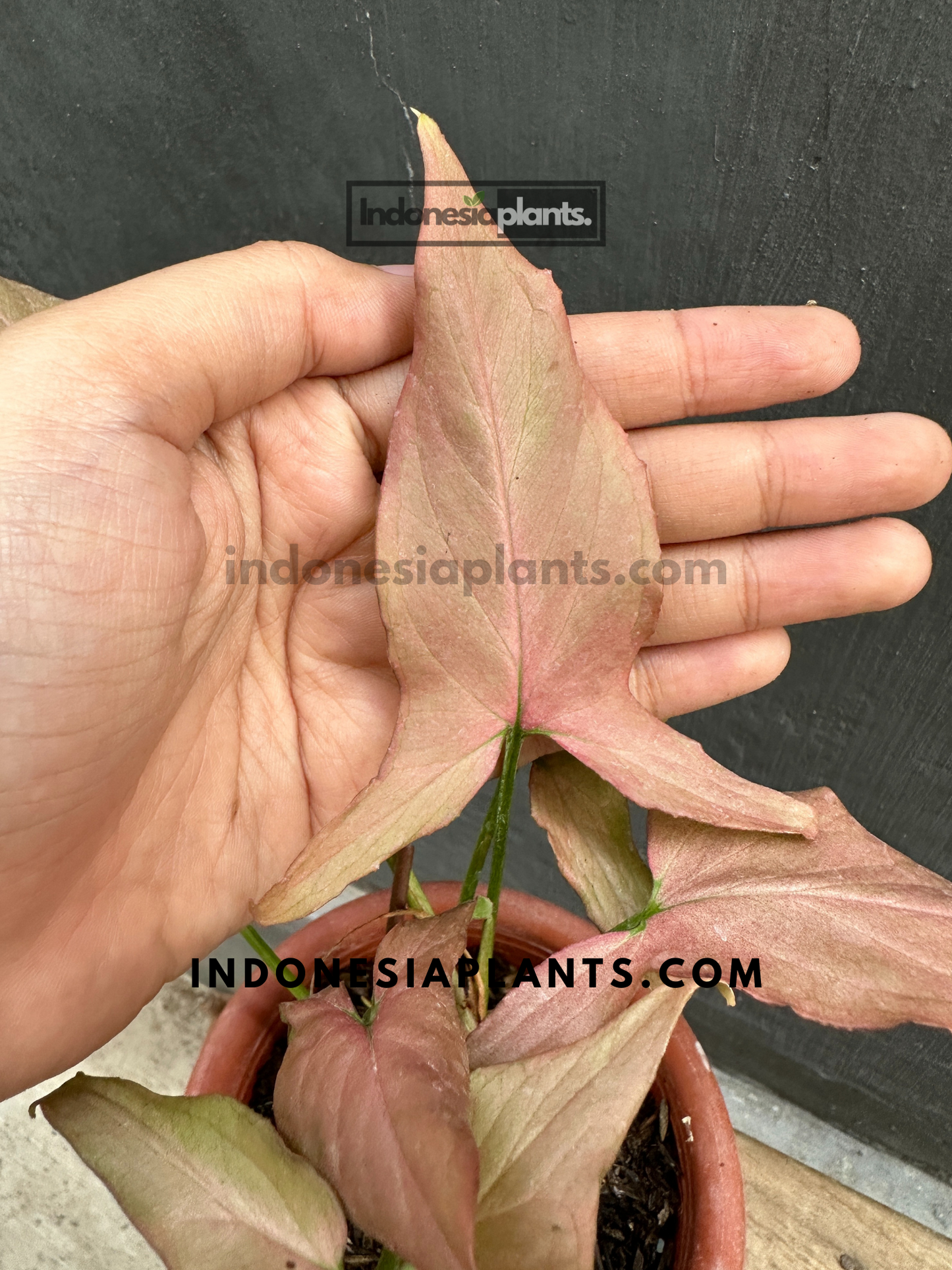 Syngonium Orm Nak Pum Mini Rose Rosie