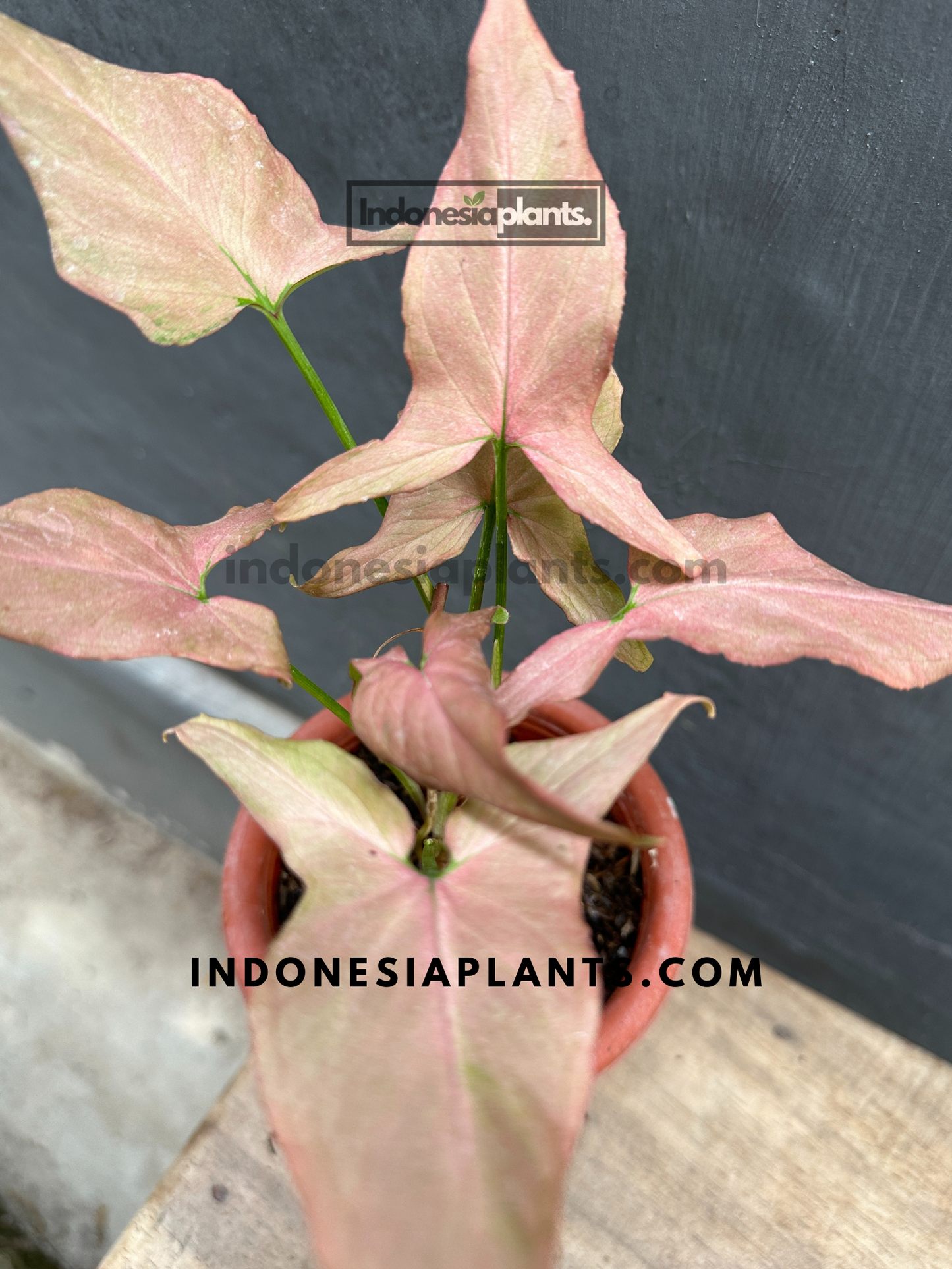 Syngonium Orm Nak Pum Mini Rose Rosie