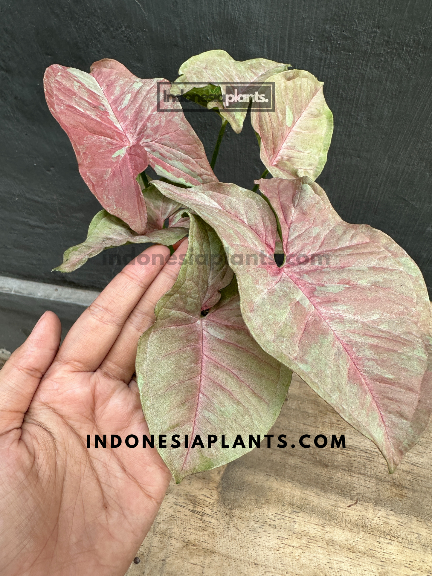 Syngonium Pink Candy