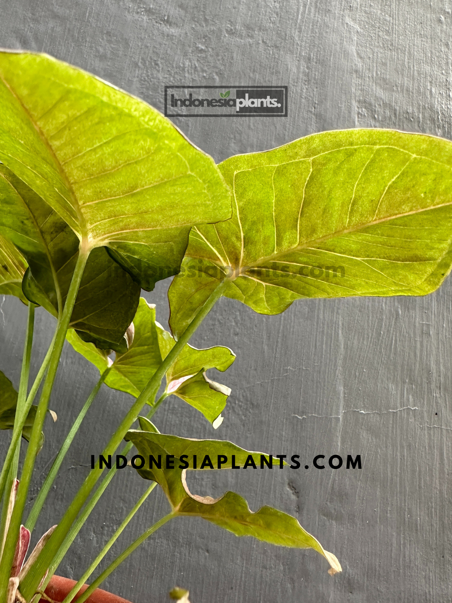 Syngonium Pink Candy