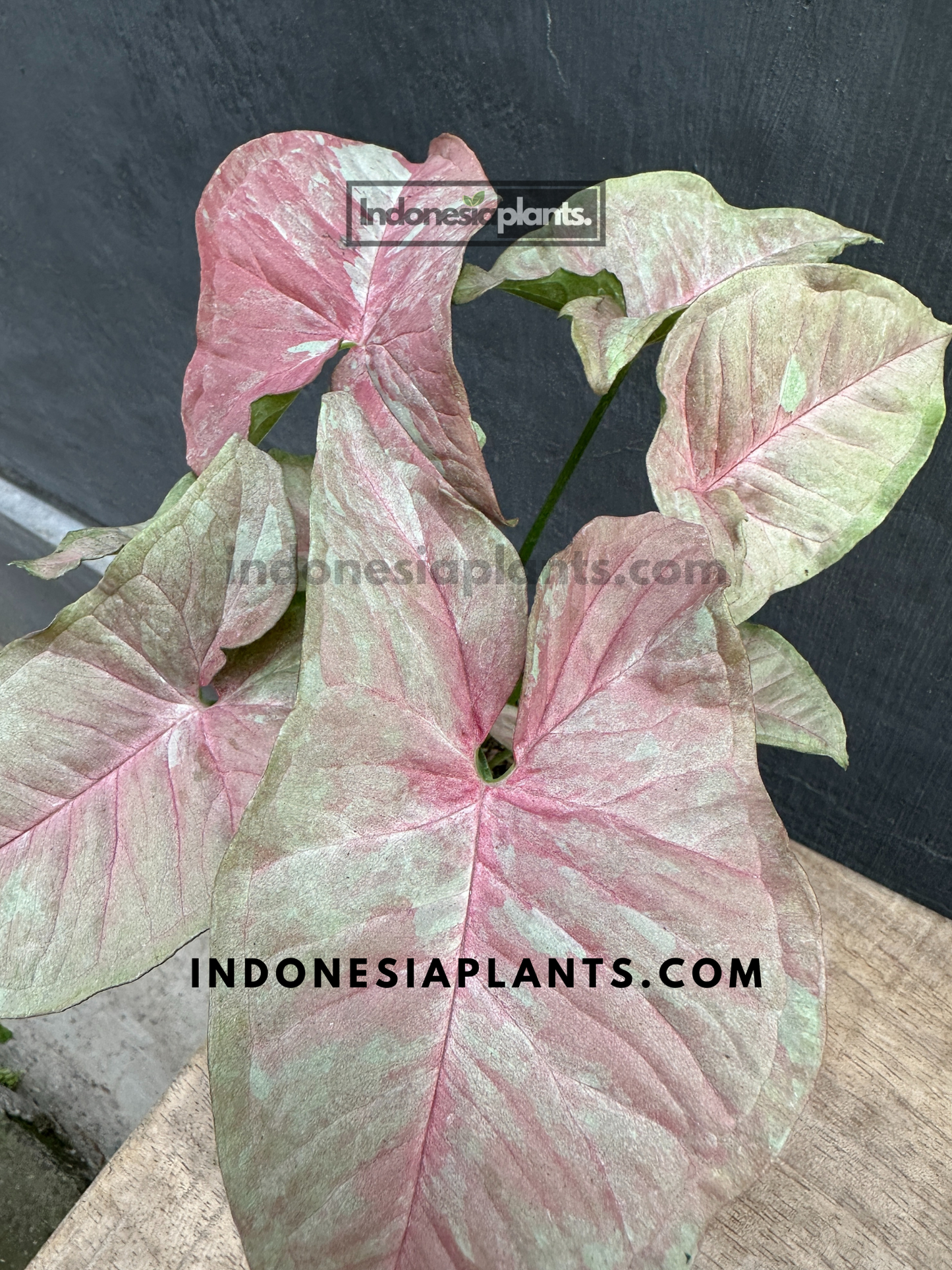 Syngonium Pink Candy