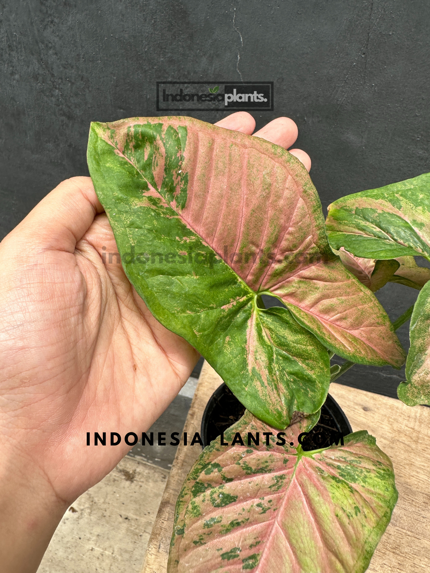 Syngonium Pink Flecked