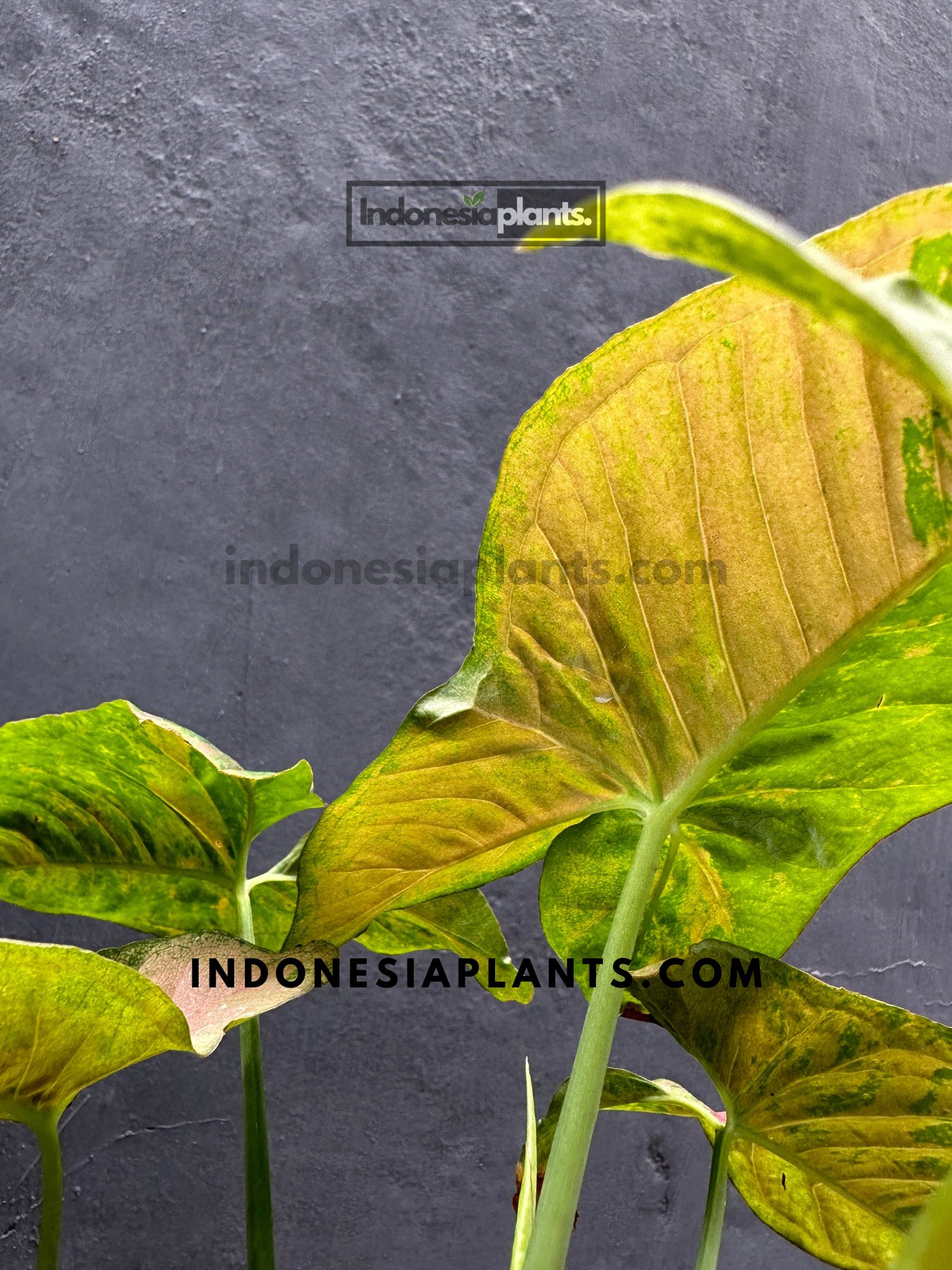 Syngonium Pink Flecked