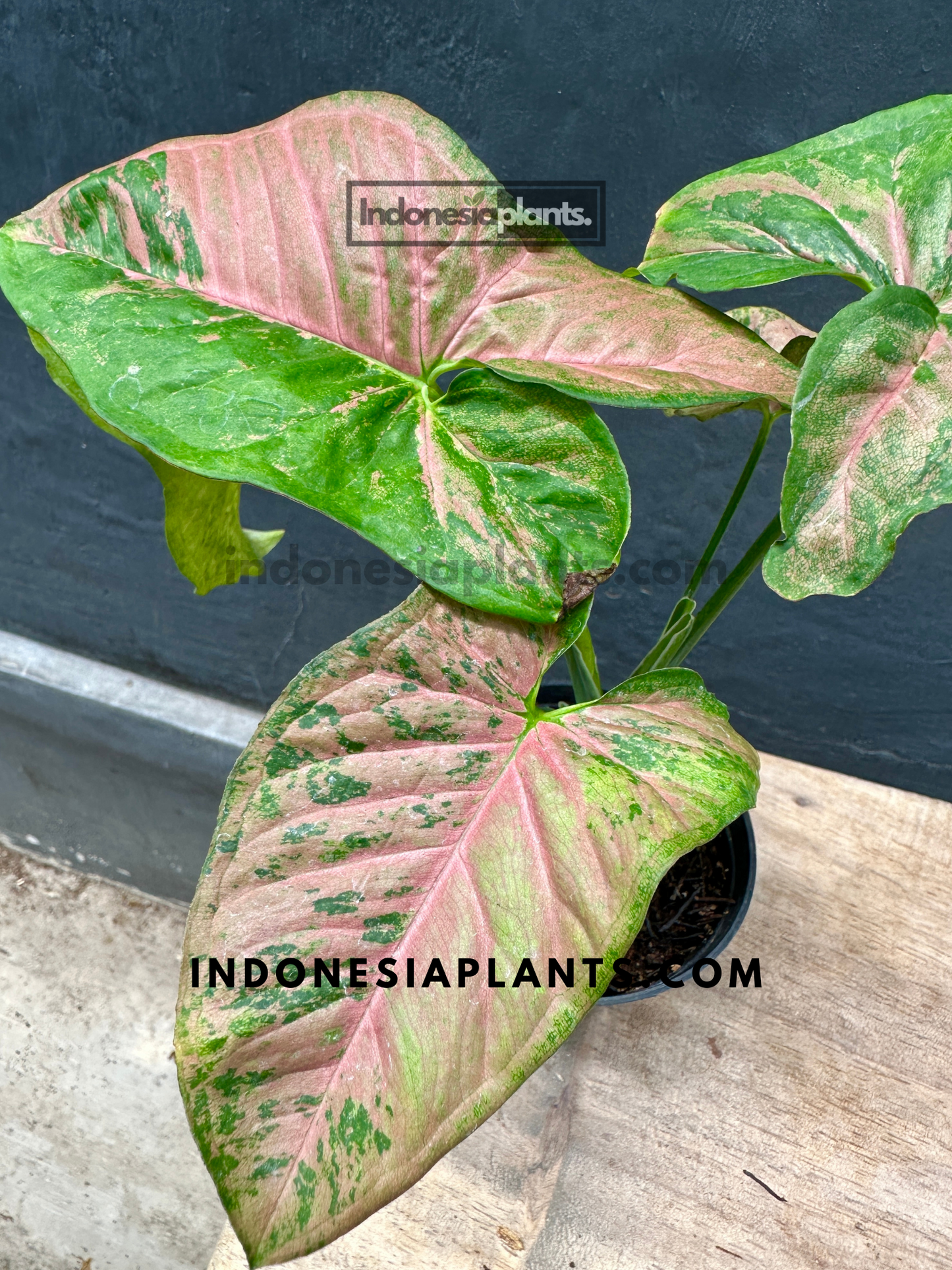 Syngonium Pink Flecked