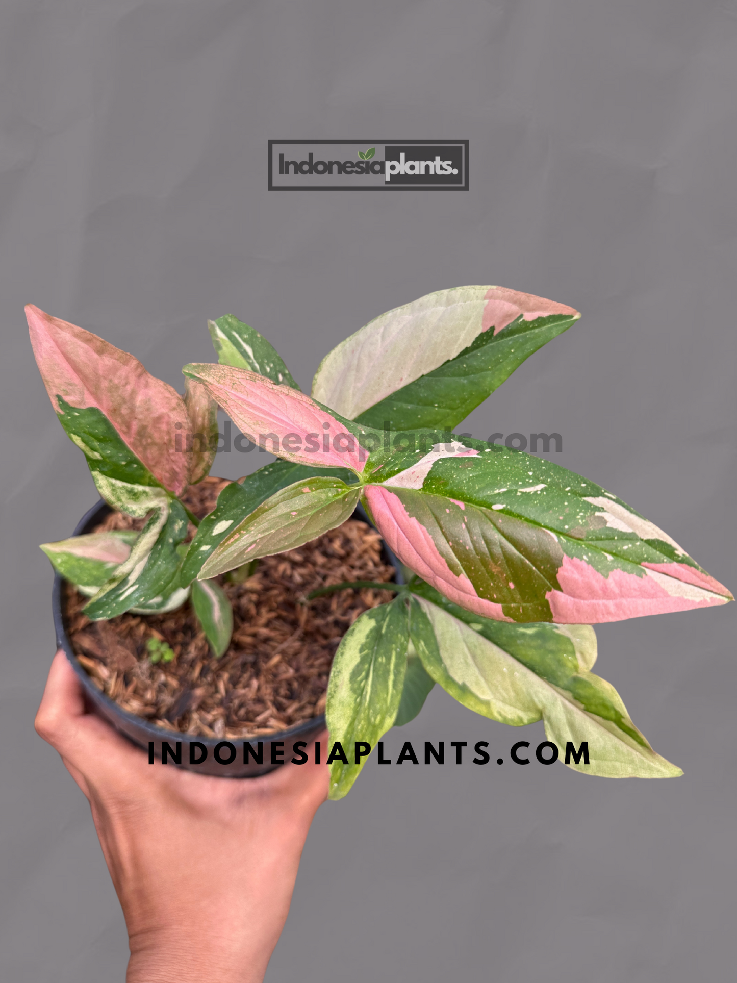 A hand holding Syngonium Red Spot Tricolor Pink on Pink, highlighting its pink, cream, and green variegated leaves.