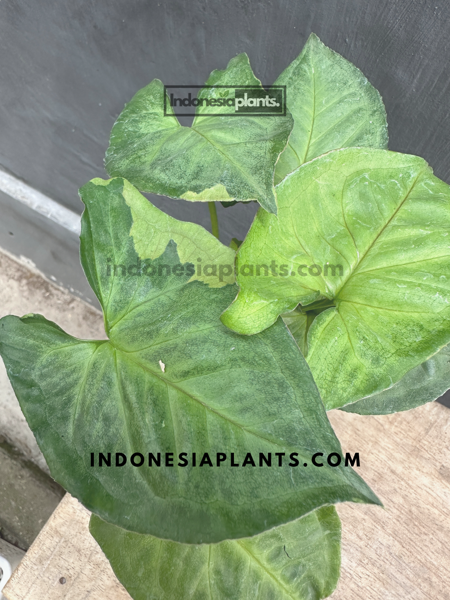 Syngonium T24