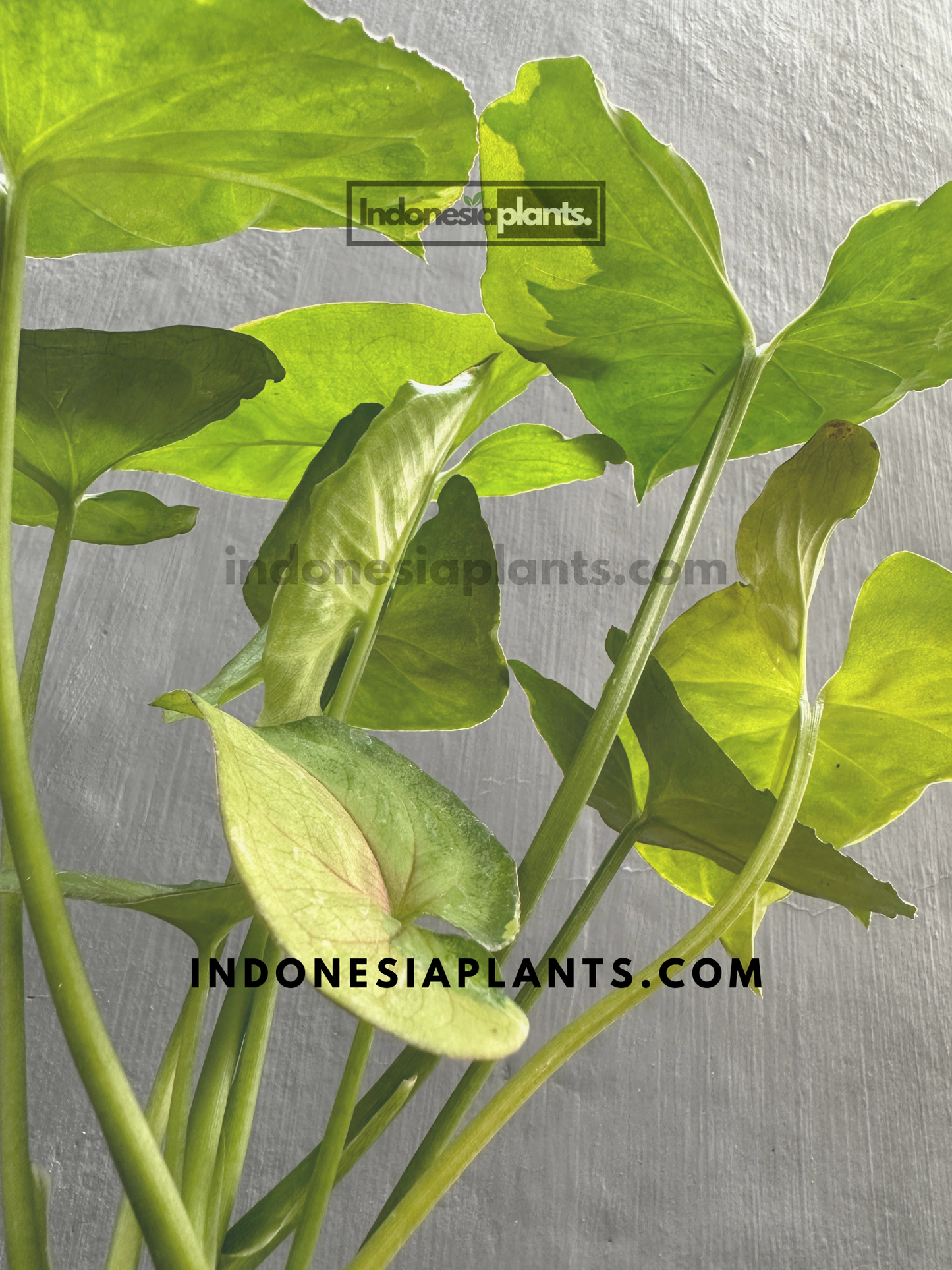Syngonium T24