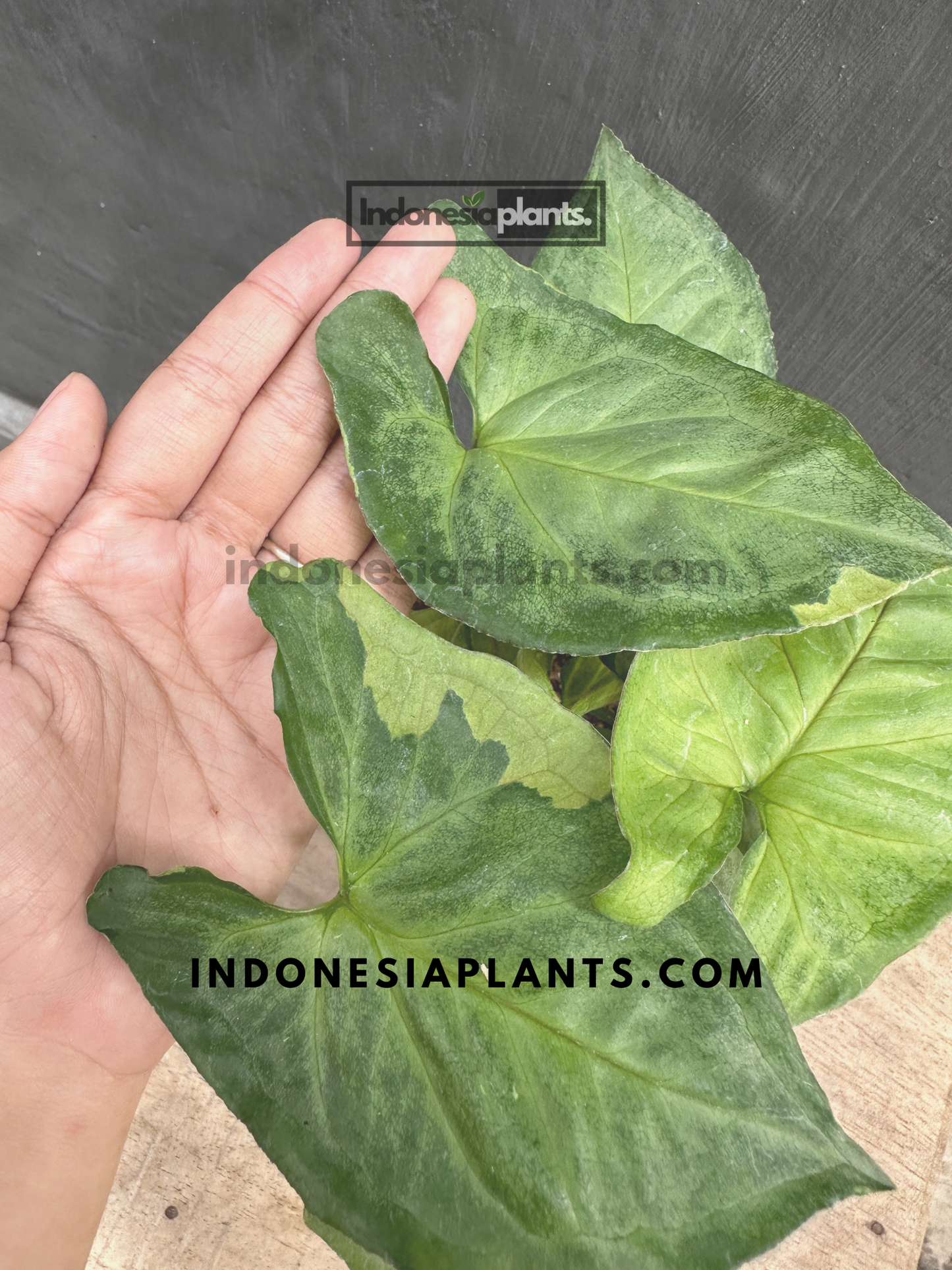 Syngonium T24