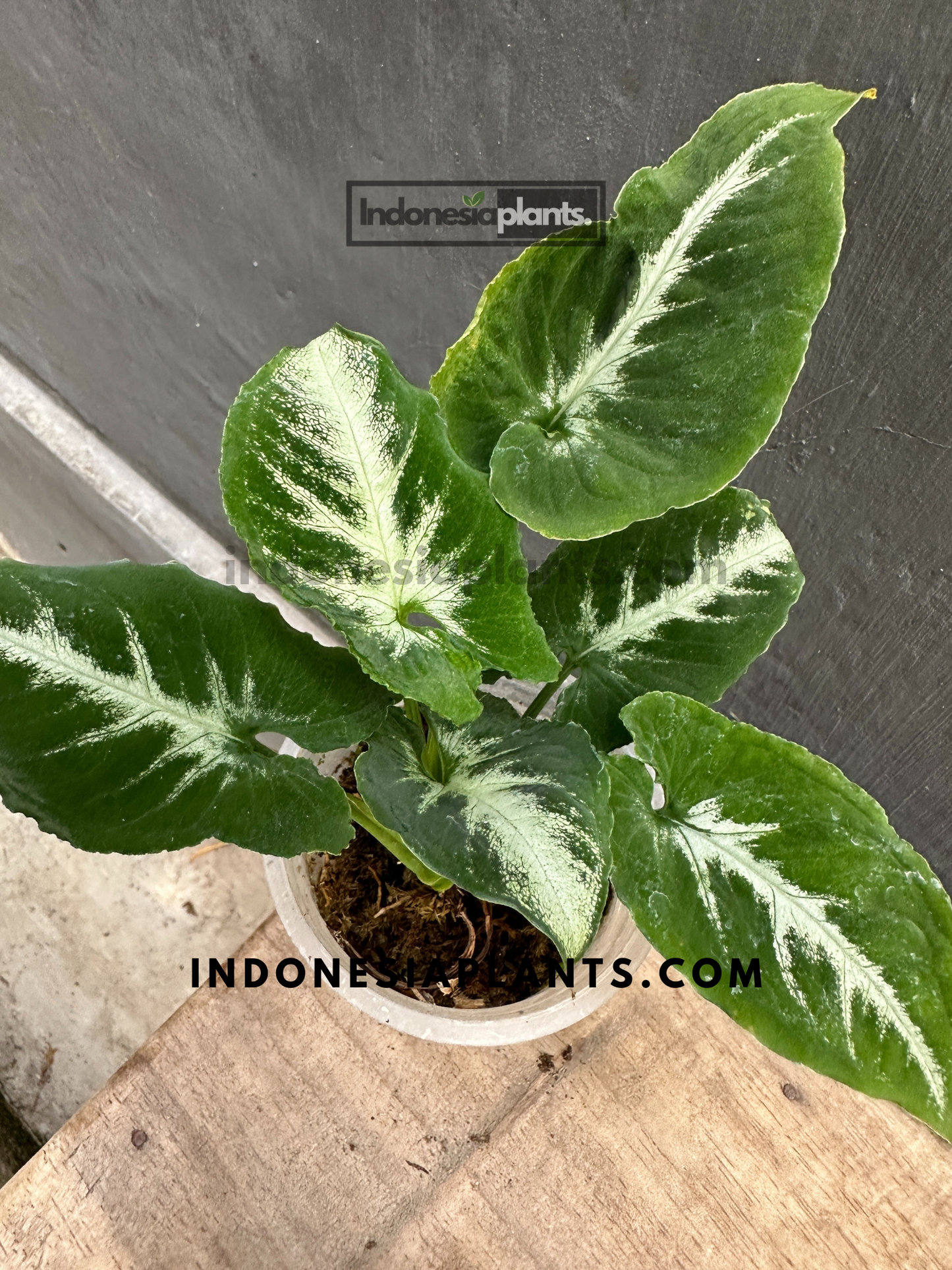 Syngonium Wendlandii round form