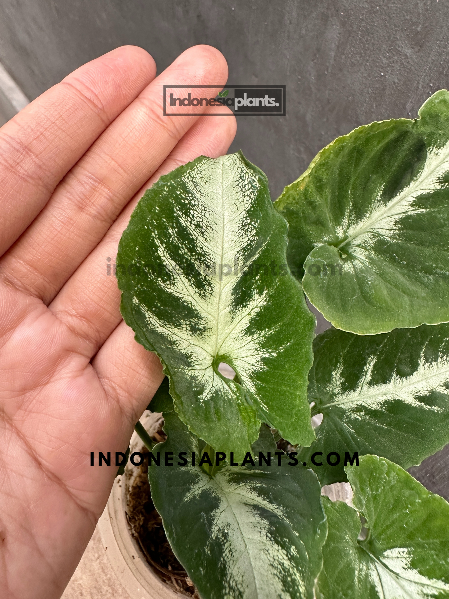 Syngonium Wendlandii round form