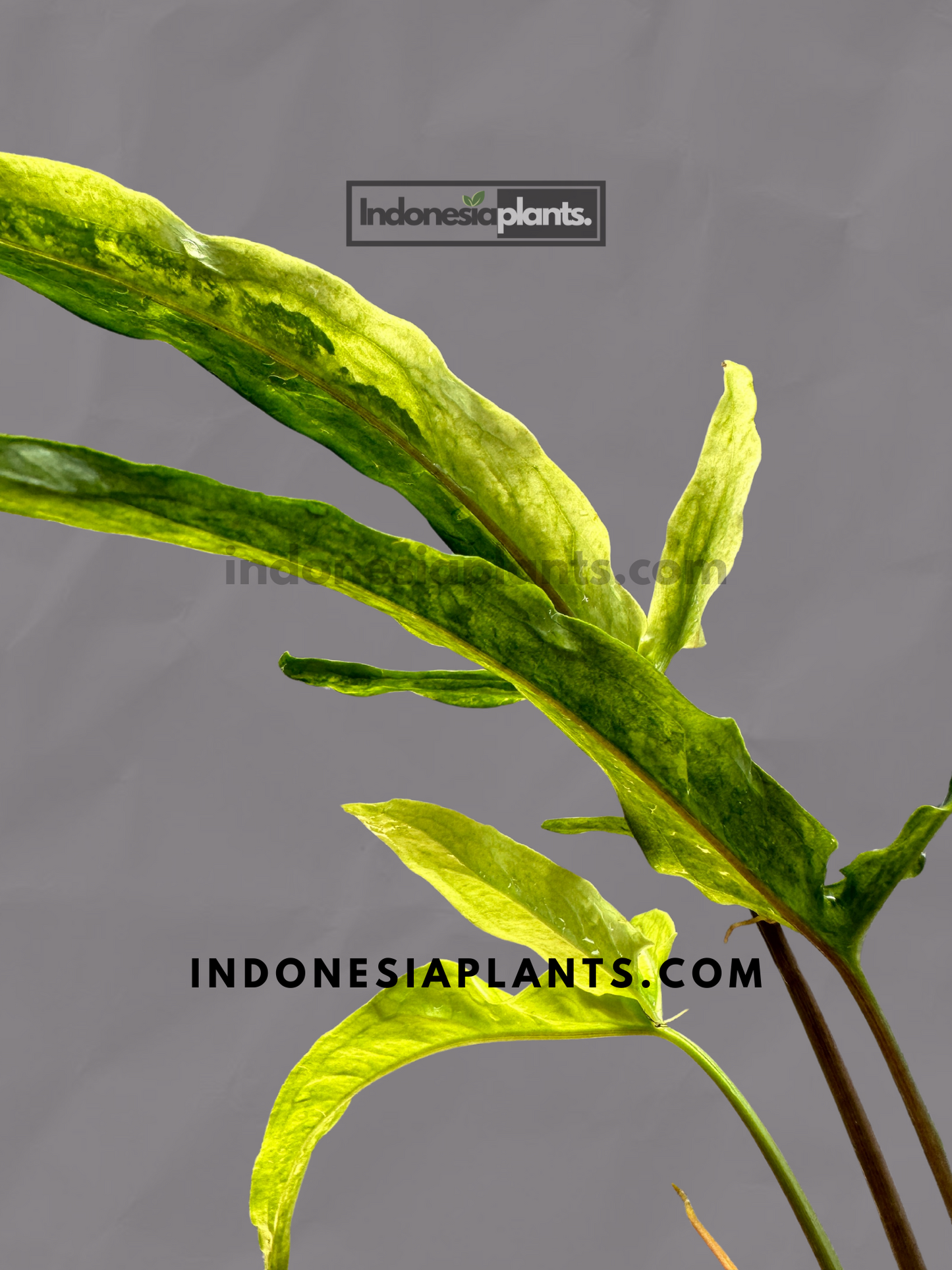 Syngonium Angustatum Yellow Variegated
