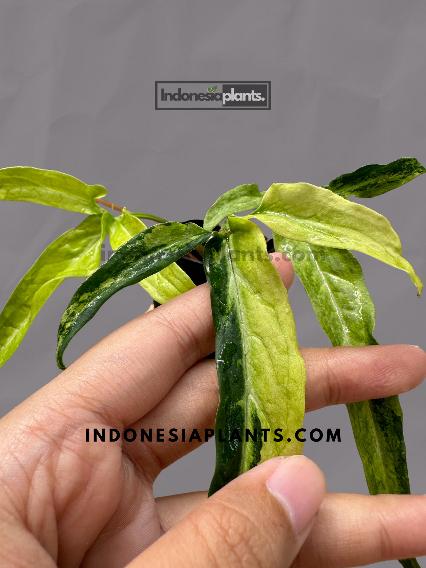 Syngonium Angustatum Yellow Variegated