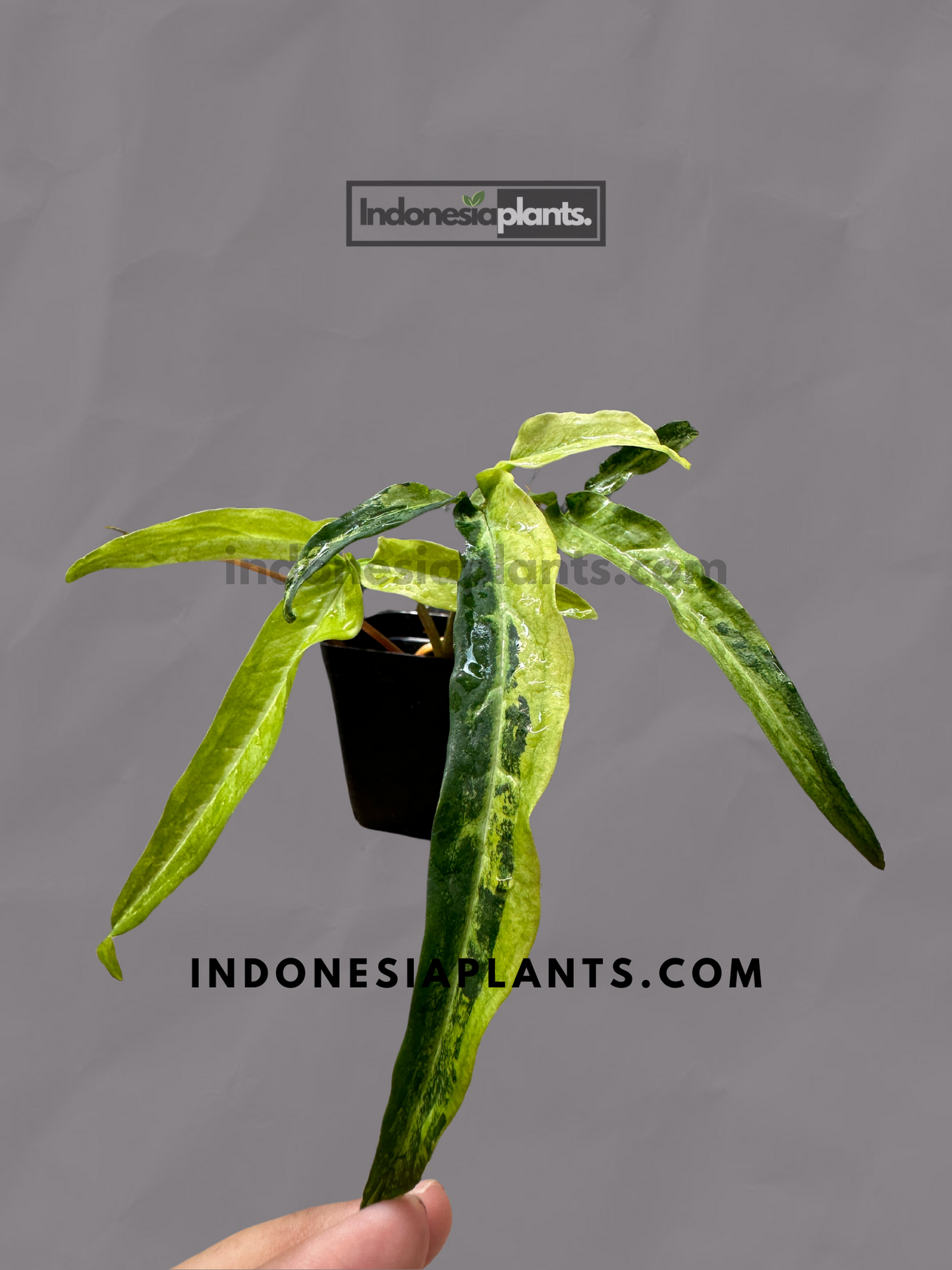 Syngonium Angustatum Yellow Variegated