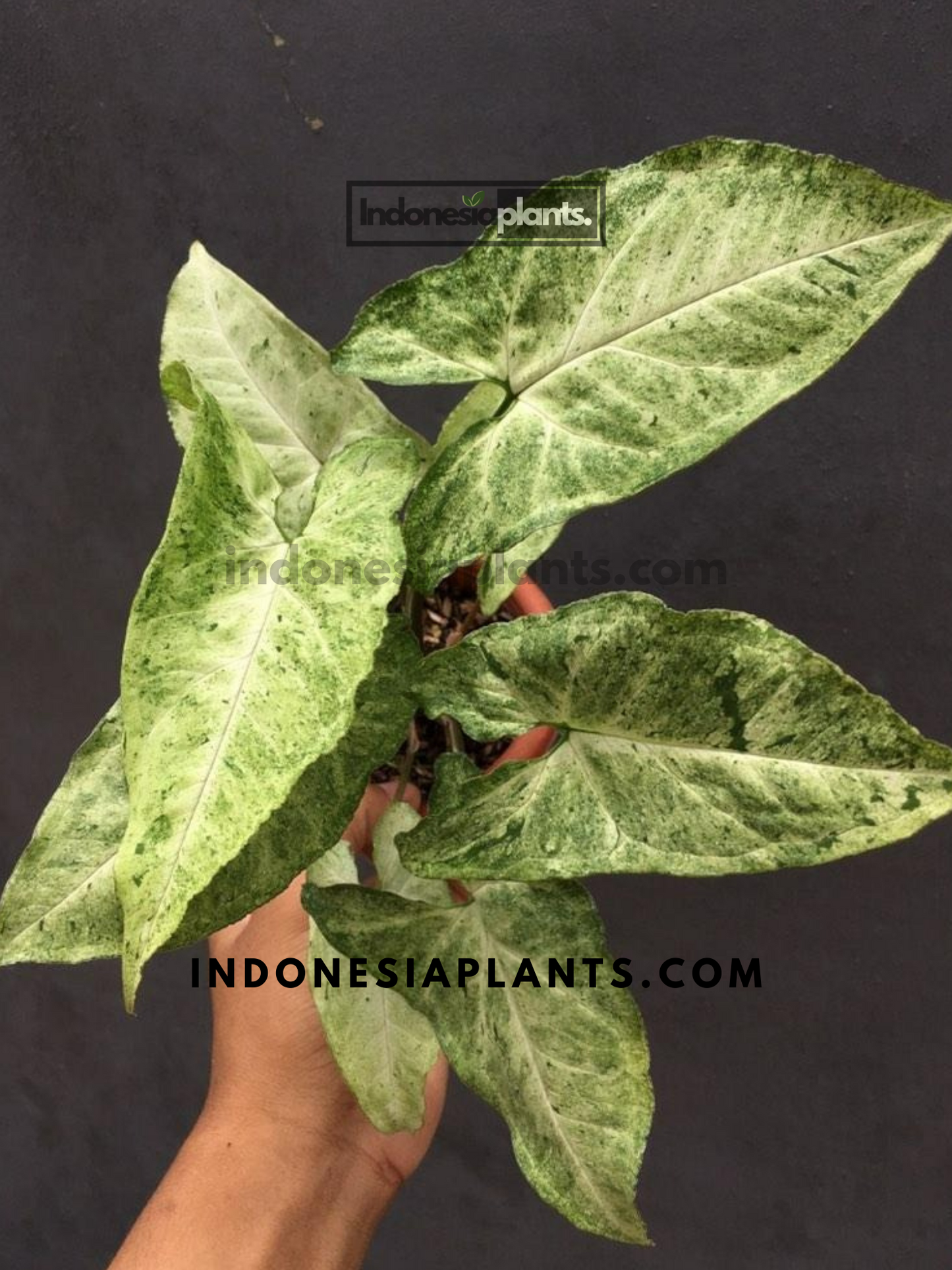 A hand holding Syngonium Byrd Freckles Europe, showcasing its green and white speckled foliage.