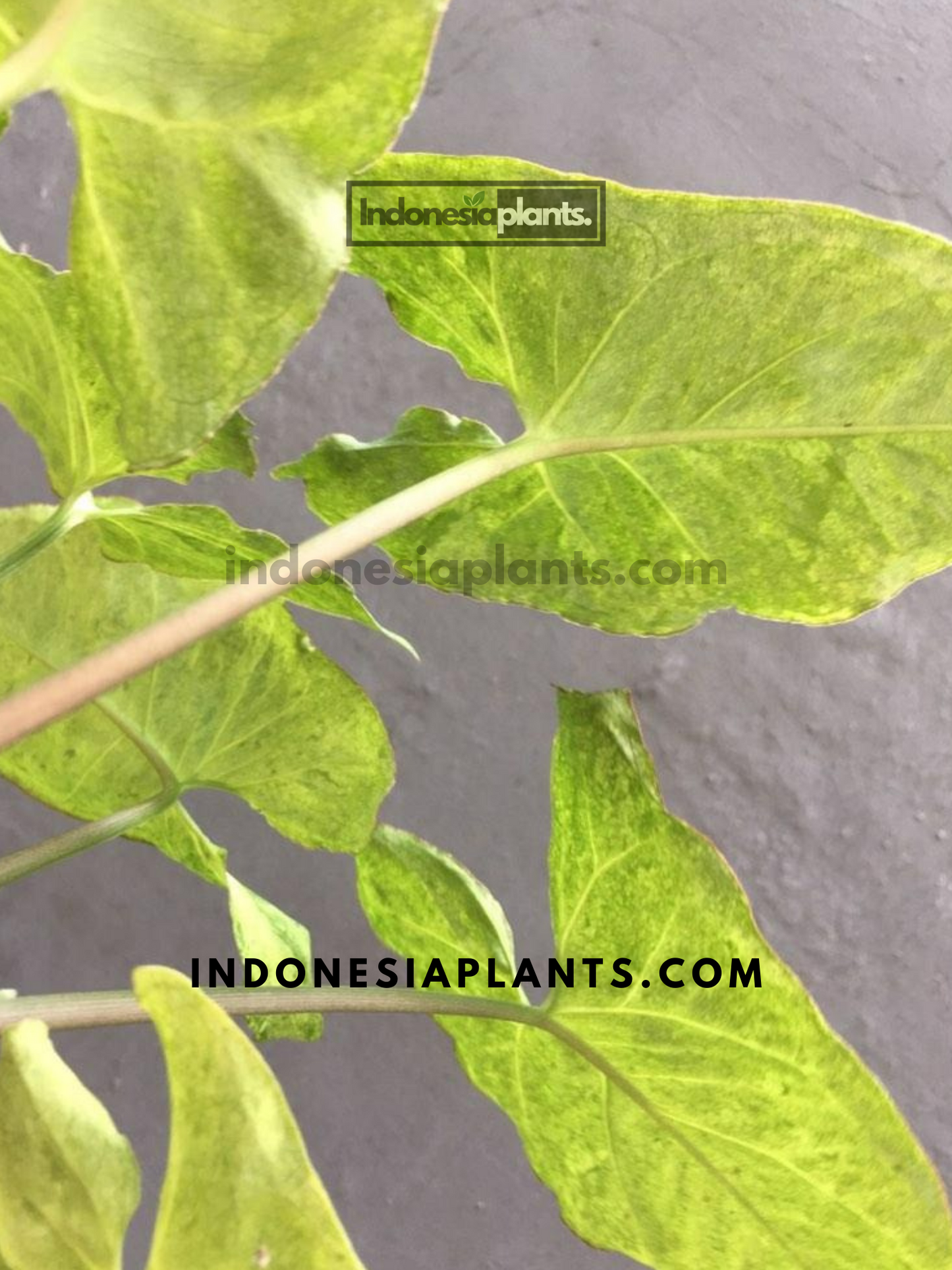 A young Syngonium Byrd Freckles Europe with bright variegated leaves against a neutral background.